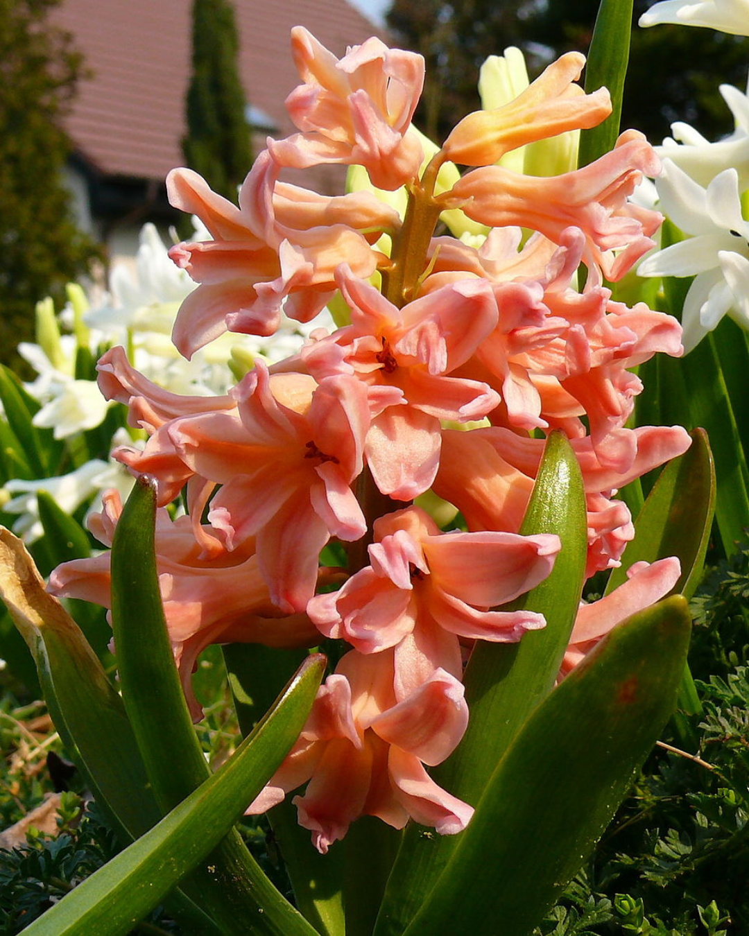 Hyacinth Bulbs