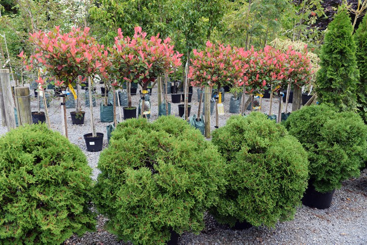 Large Shrubs & Trees