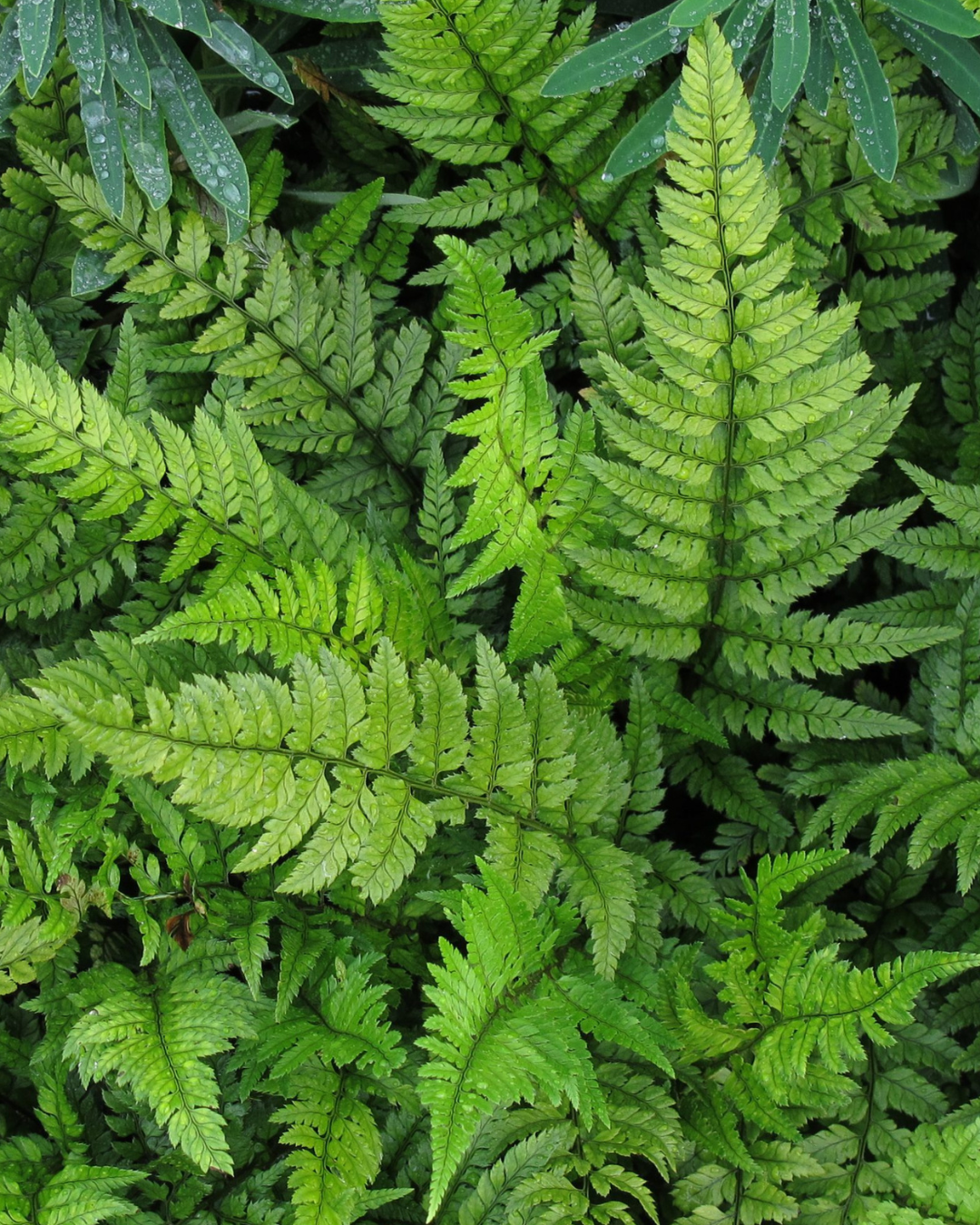 Ferns