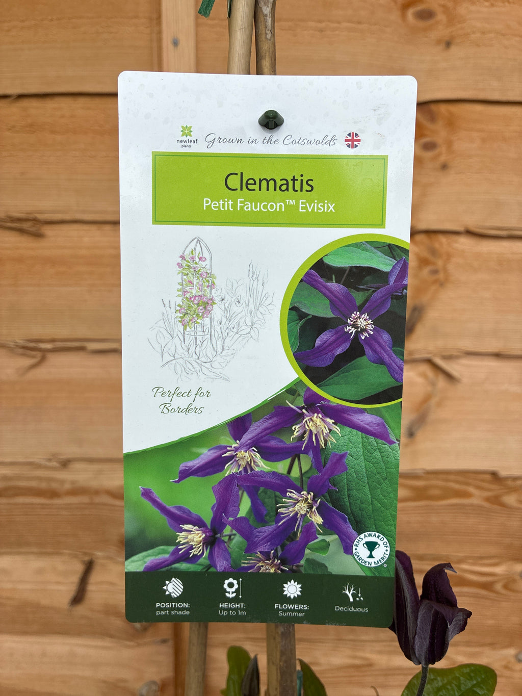 Clematis ‘Petit Faucon Evisix’