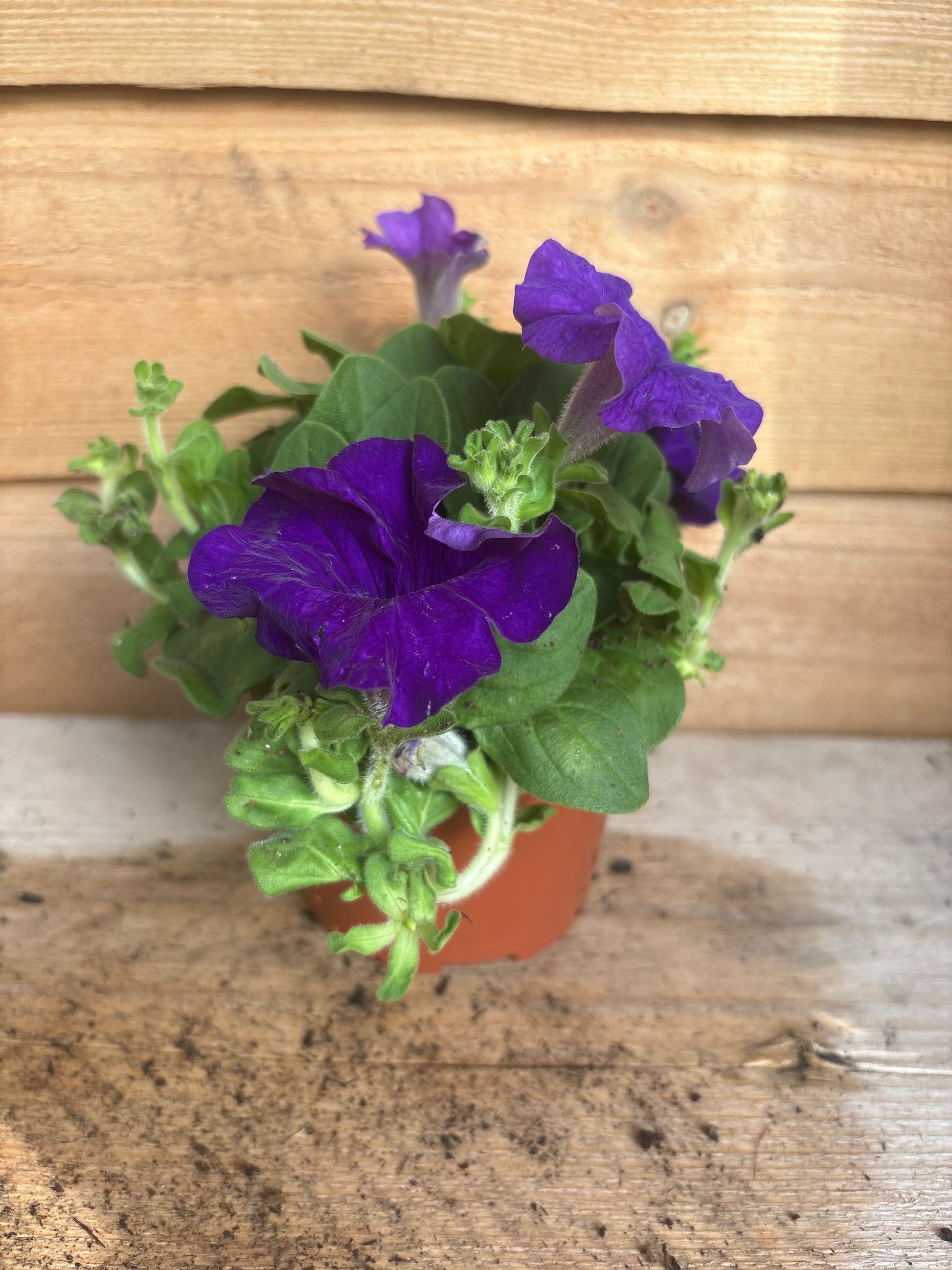 Petunia blue
