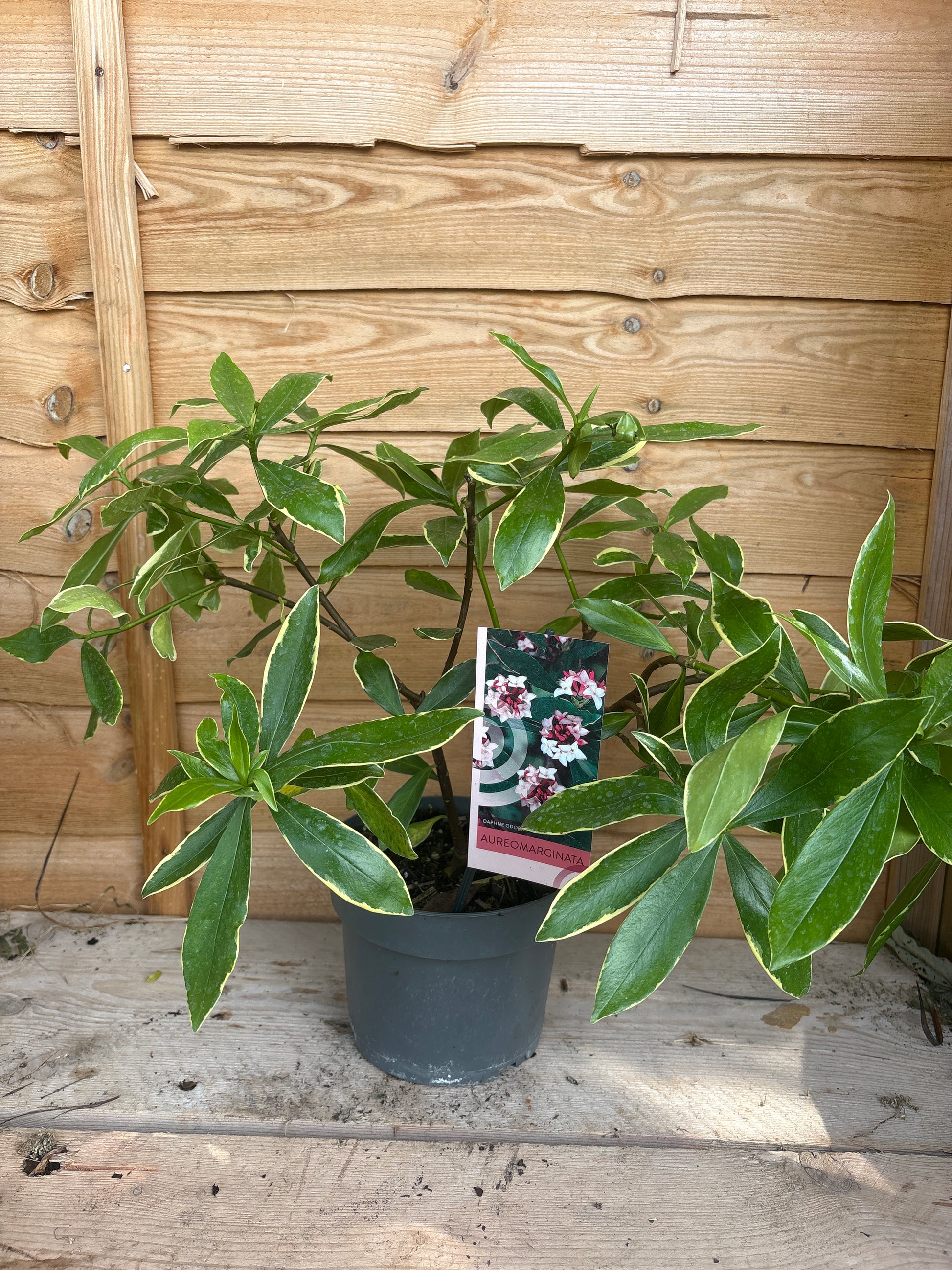 Daphne odora ‘Aureomarginata’