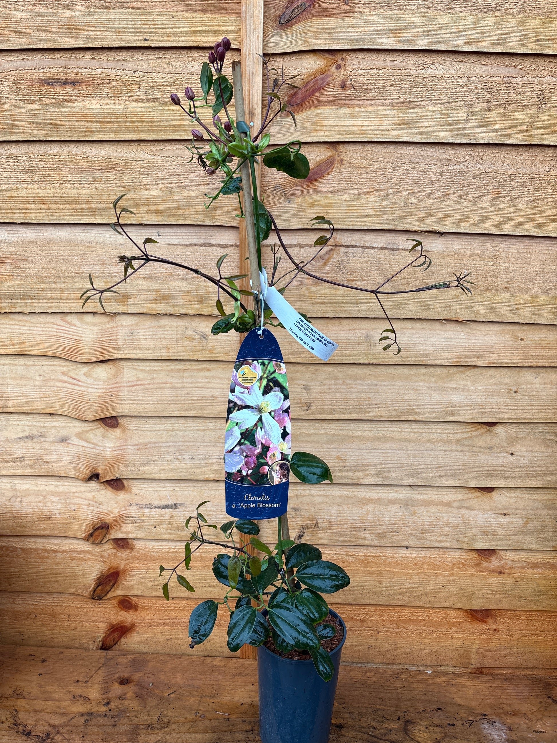 Clematis Armandii 'Apple Blossom'