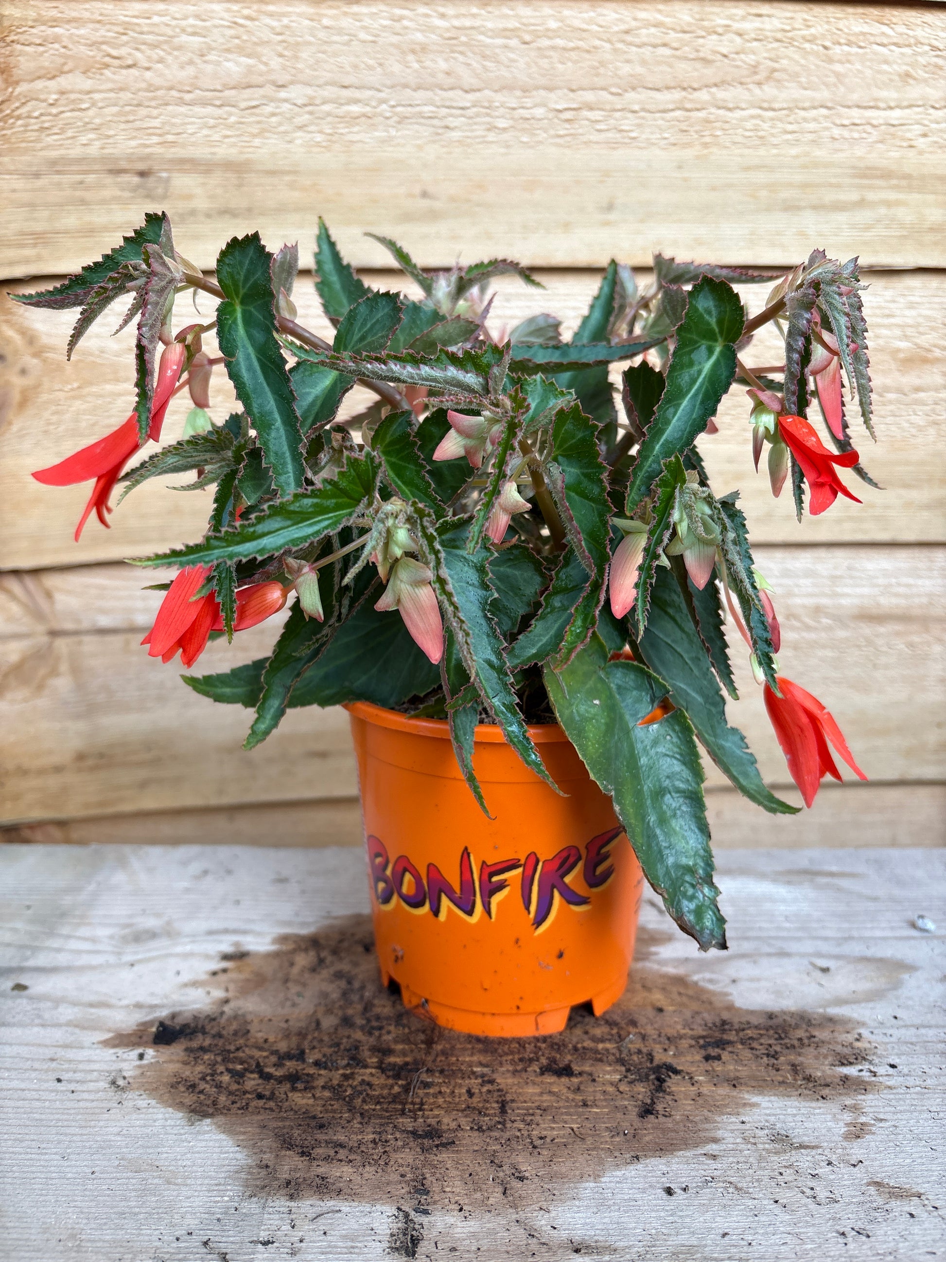 Begonia ‘Bonfire’