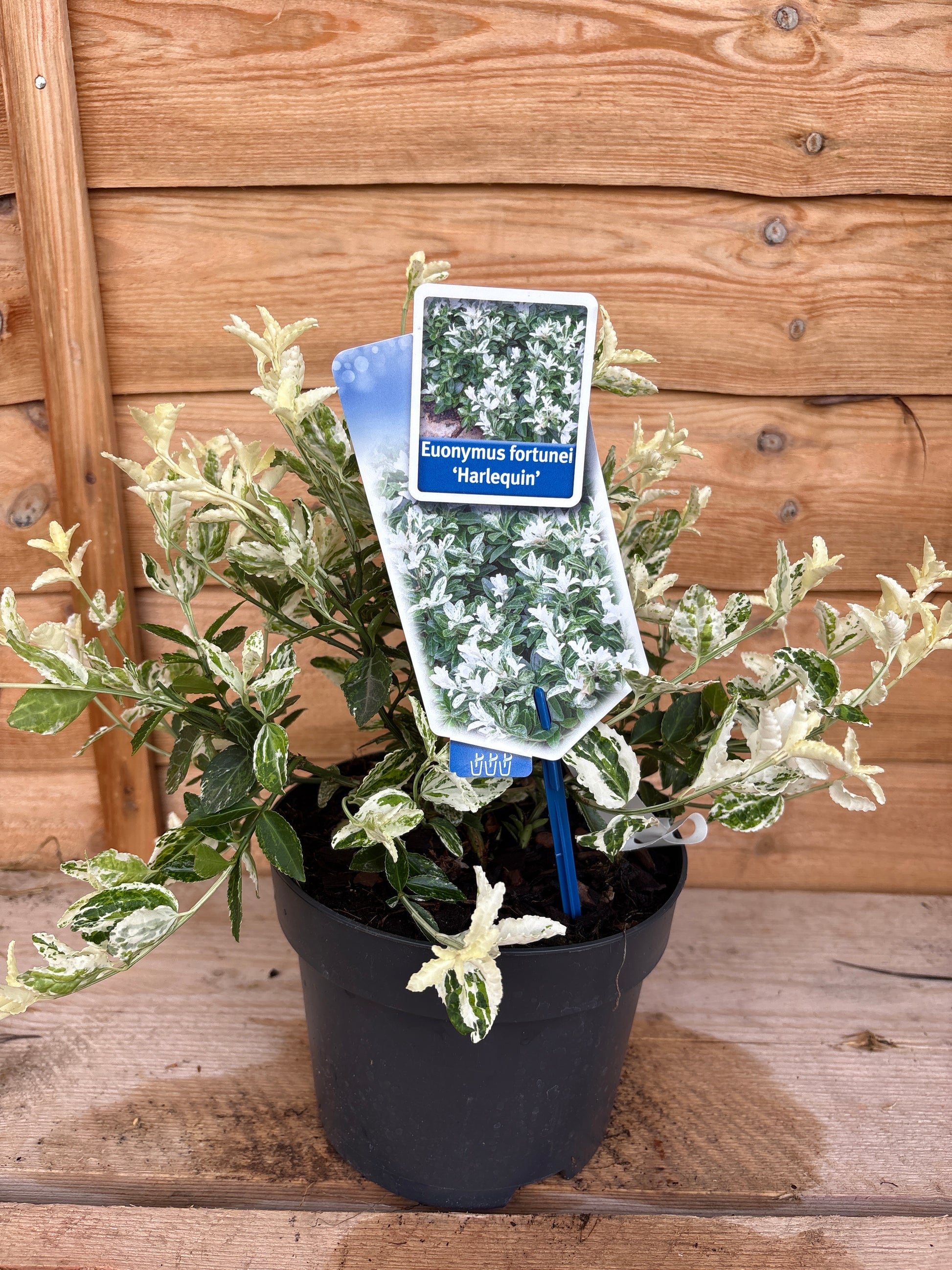 Euonymus Fortunei 'Harlequin'