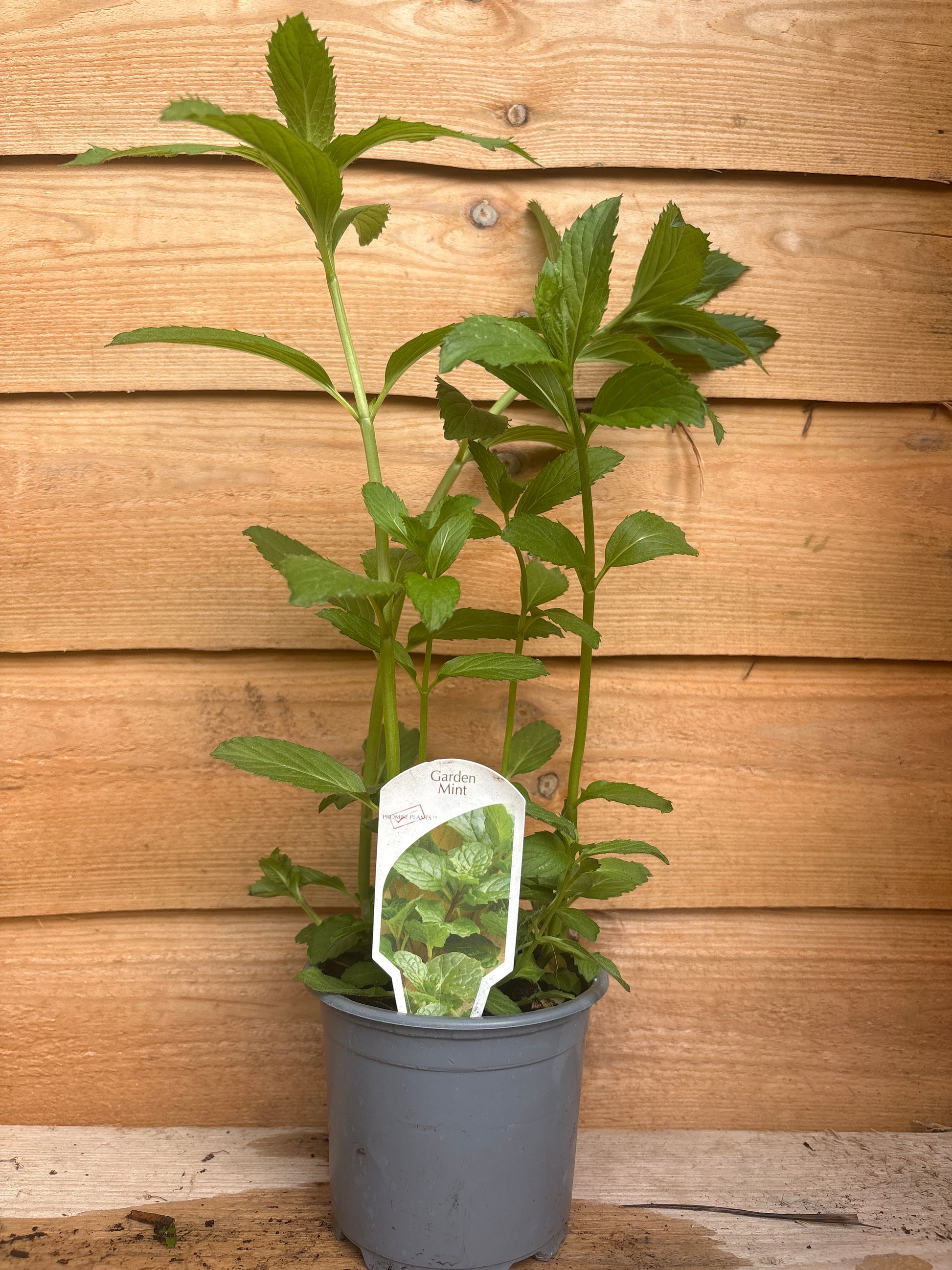 Garden Mint