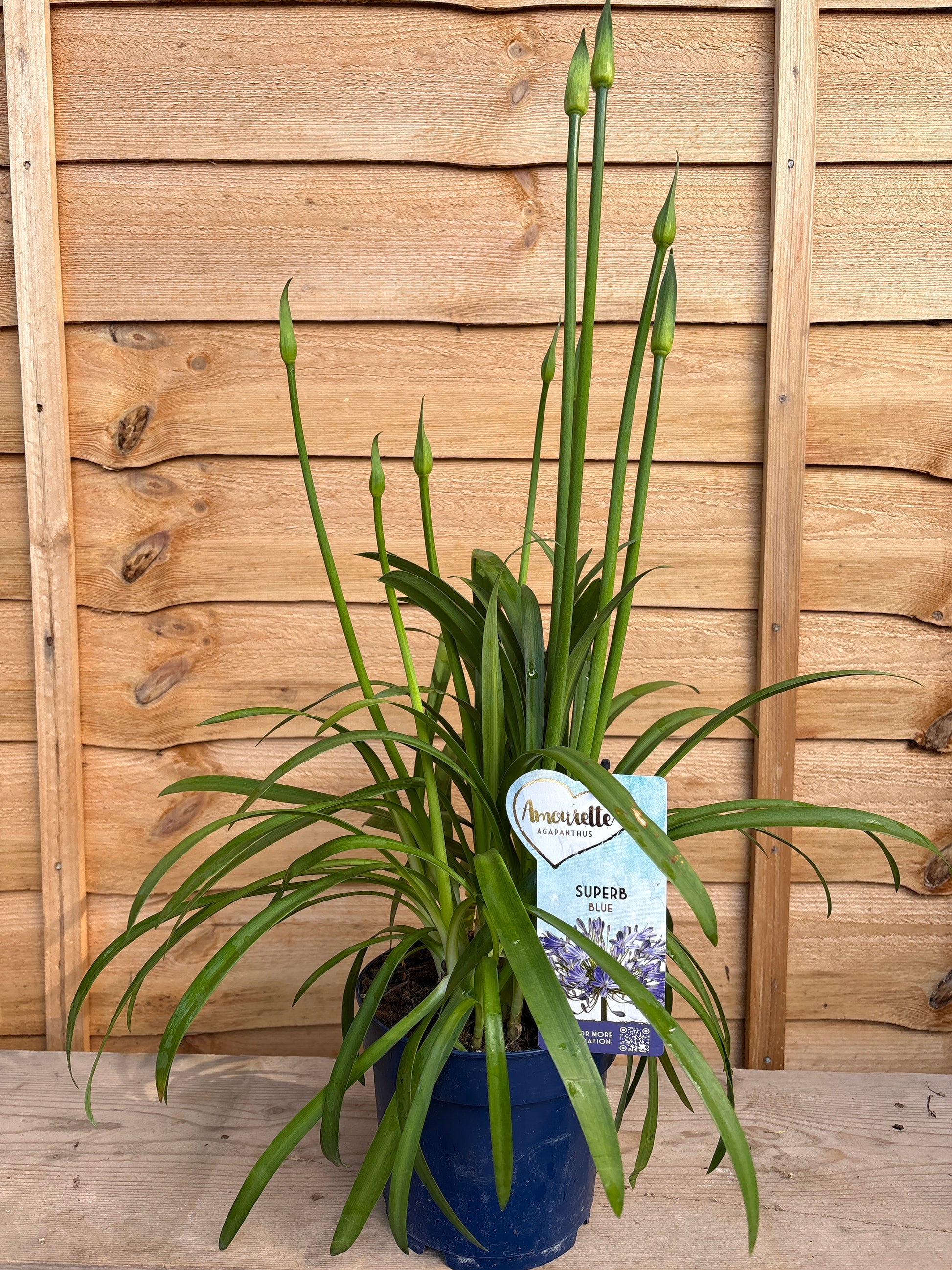 Agapanthus ‘Superb Blue’