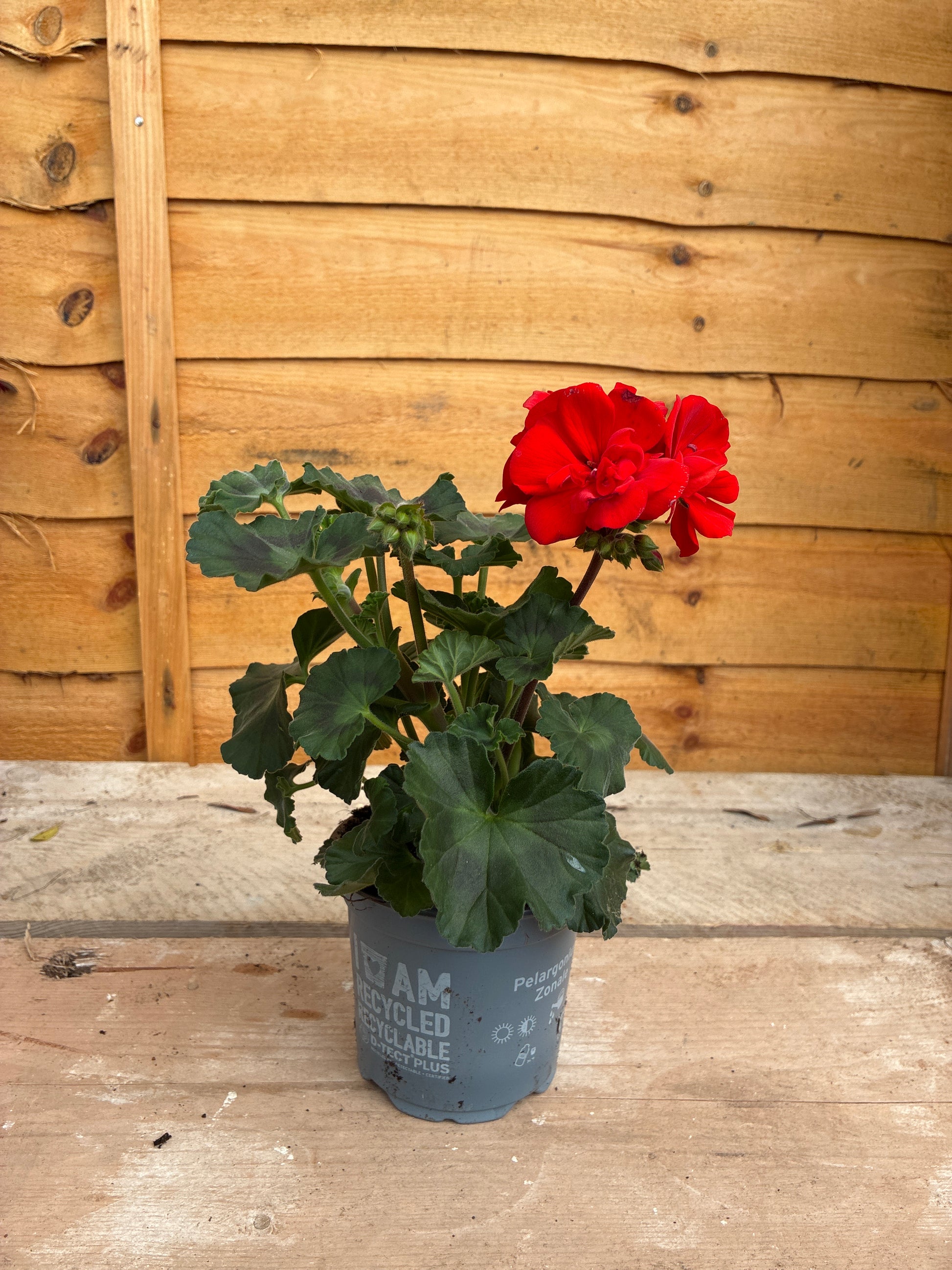 Geranium Red