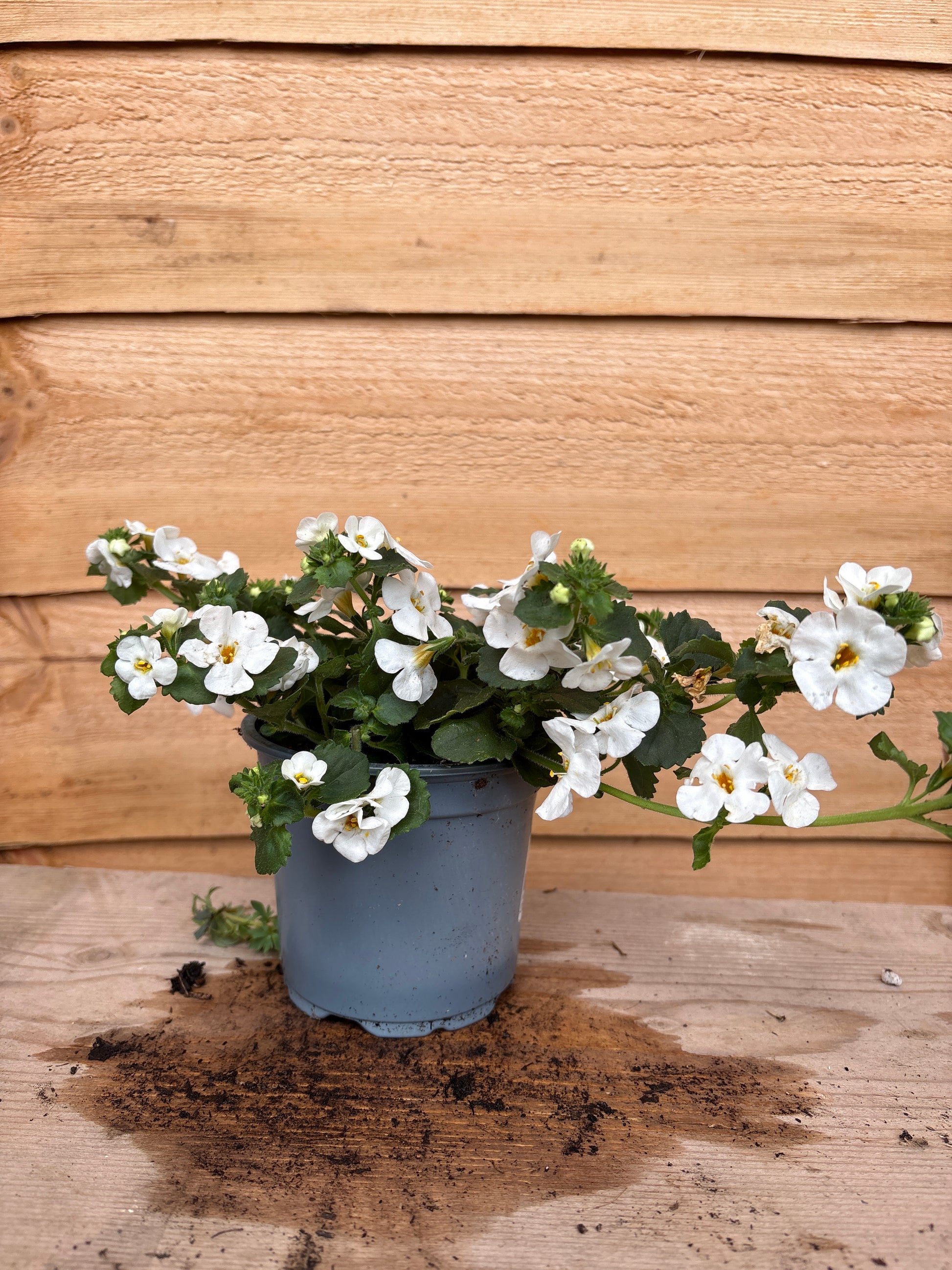 Bacopa