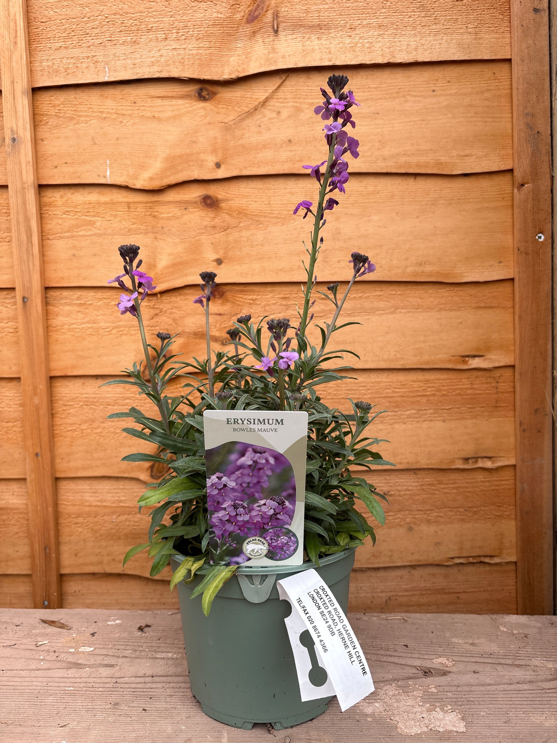 Erysimum ‘Bowles Mauve’
