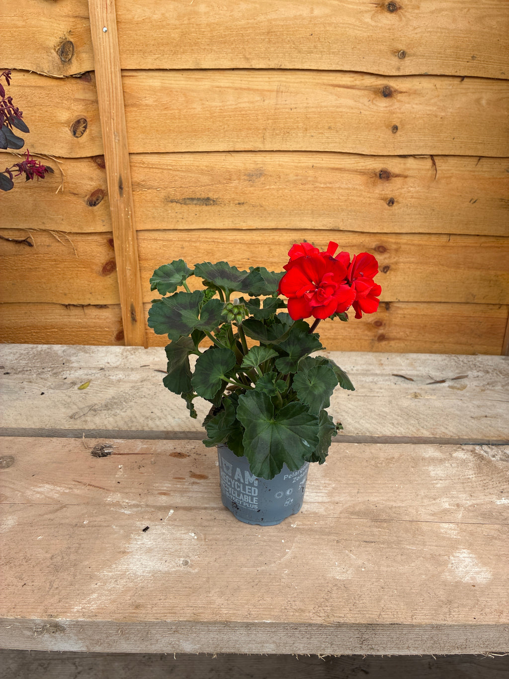 Geranium Red