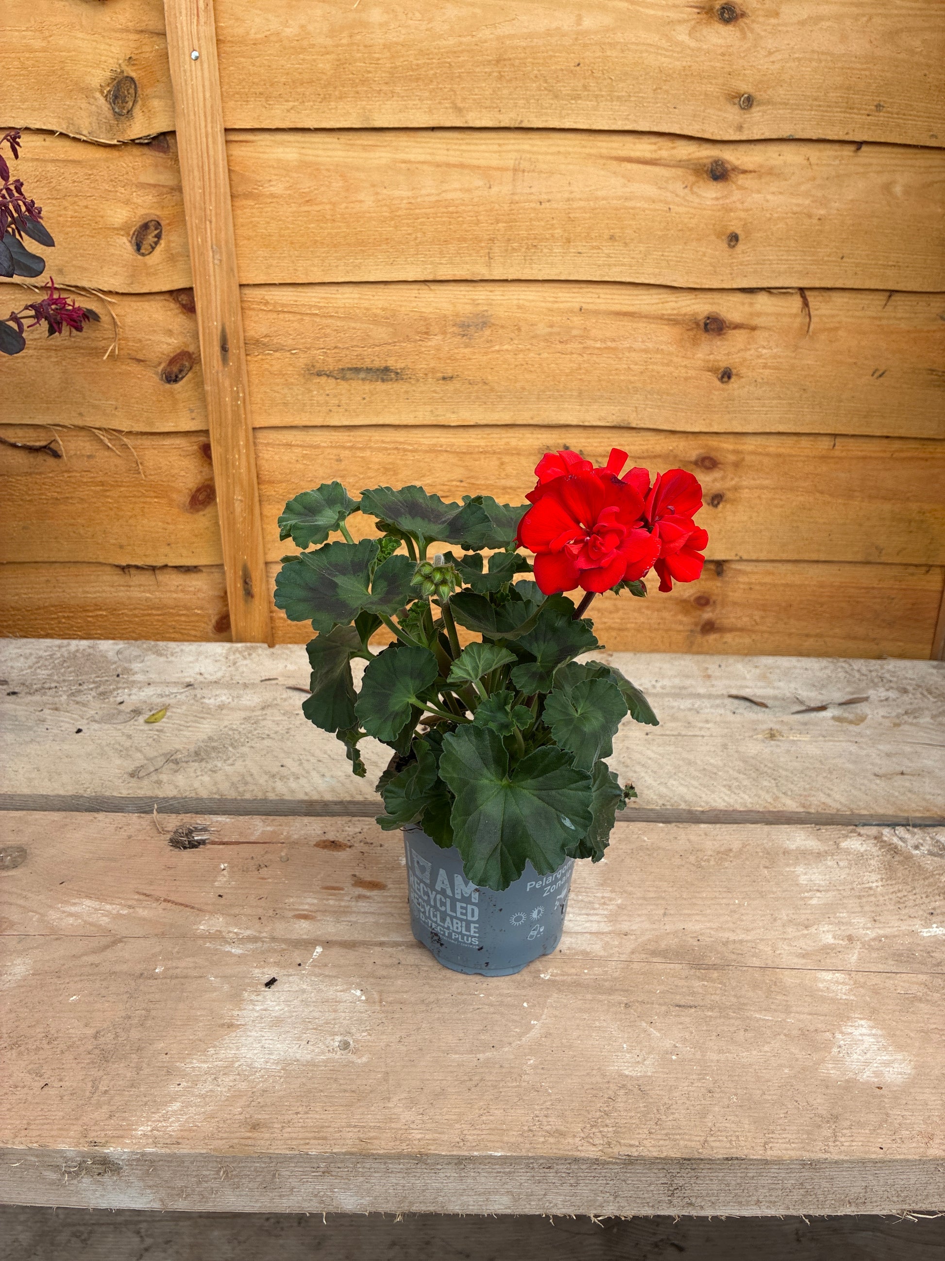 Geranium Red