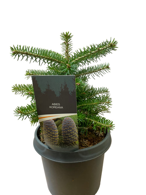 Abies Koreana