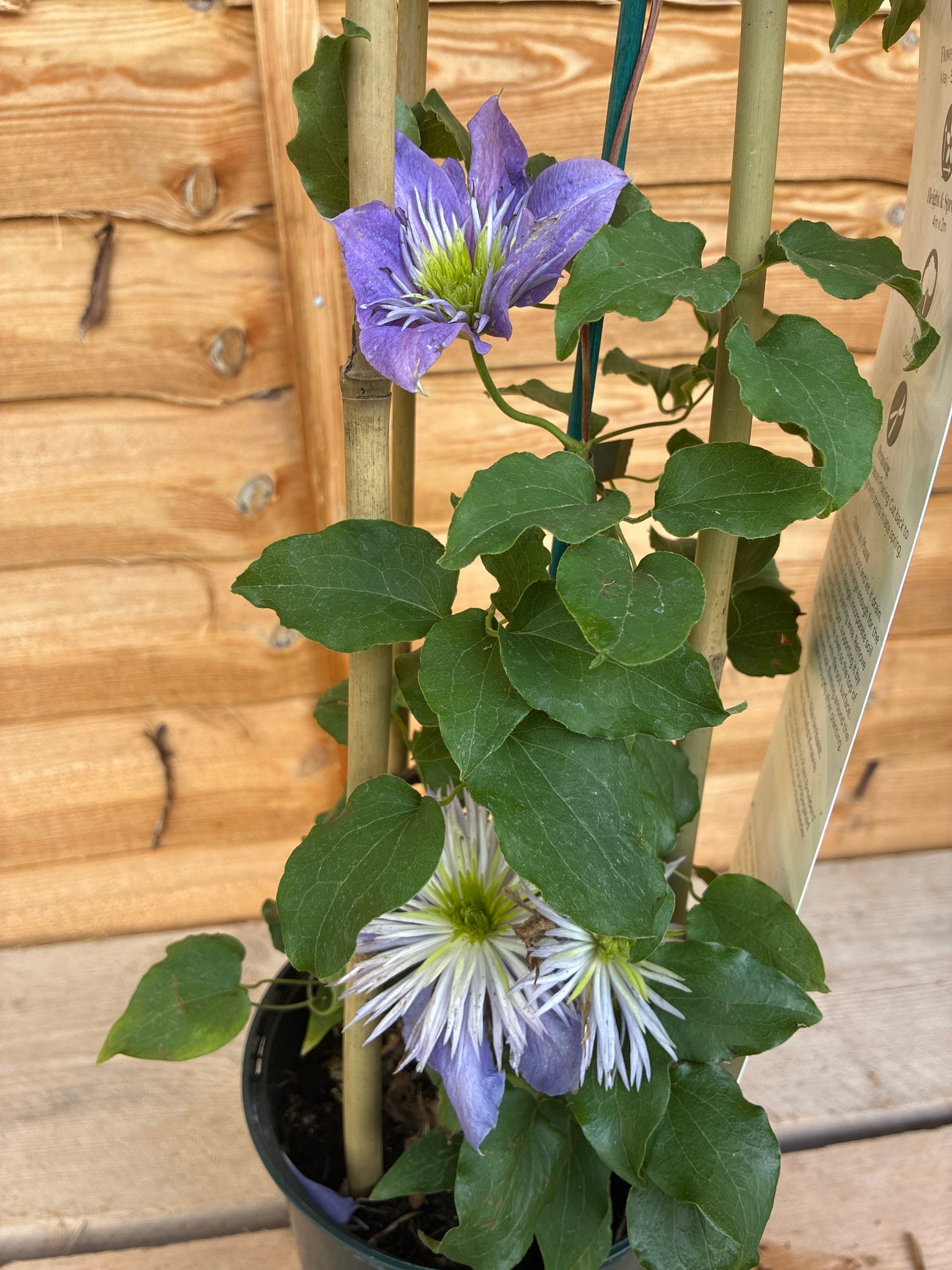 Clematis Crystal Fountain