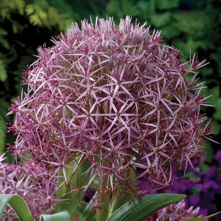 Allium Bulbs
