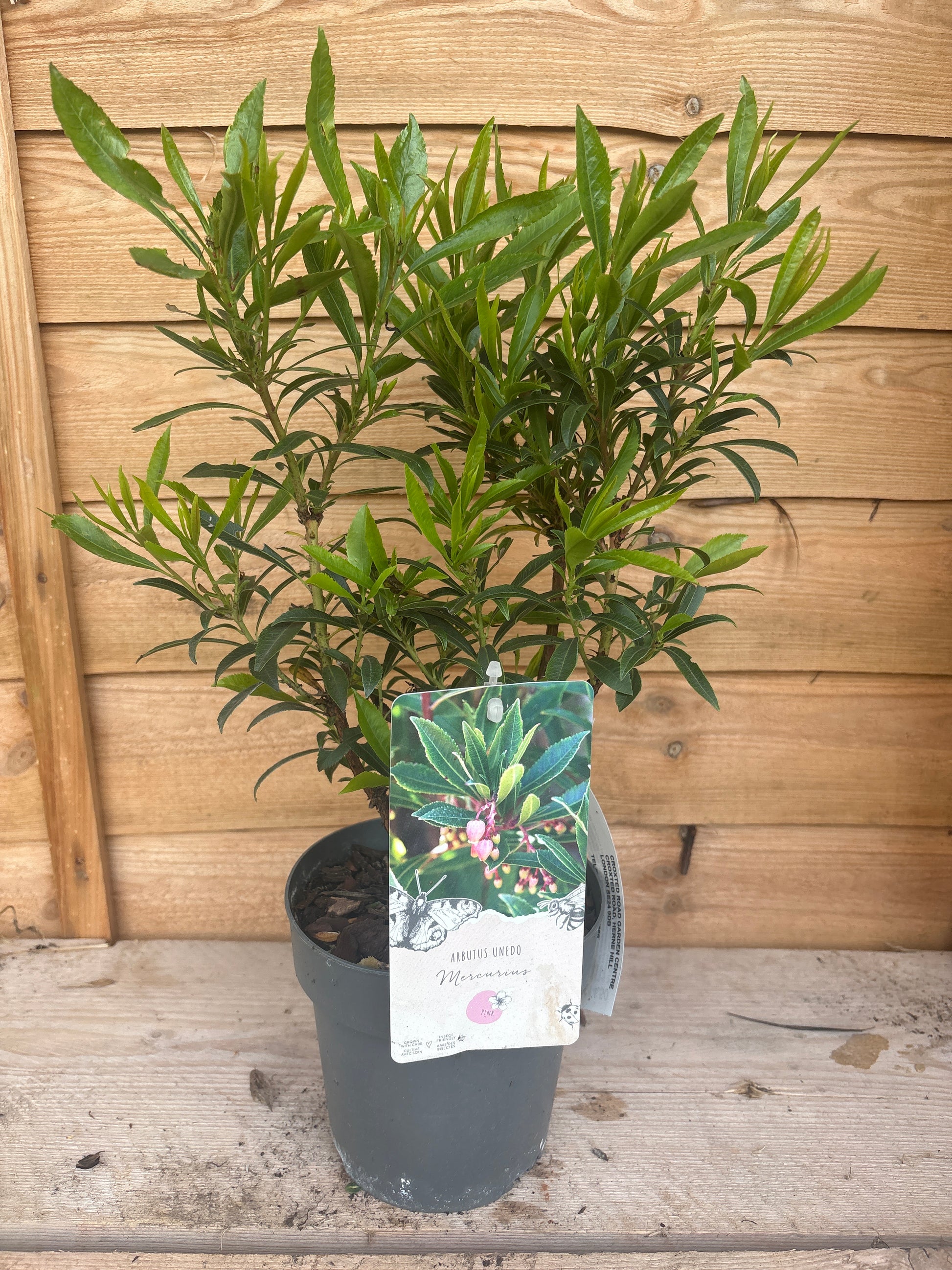 Arbutus unedo ‘Mercurius Pink’