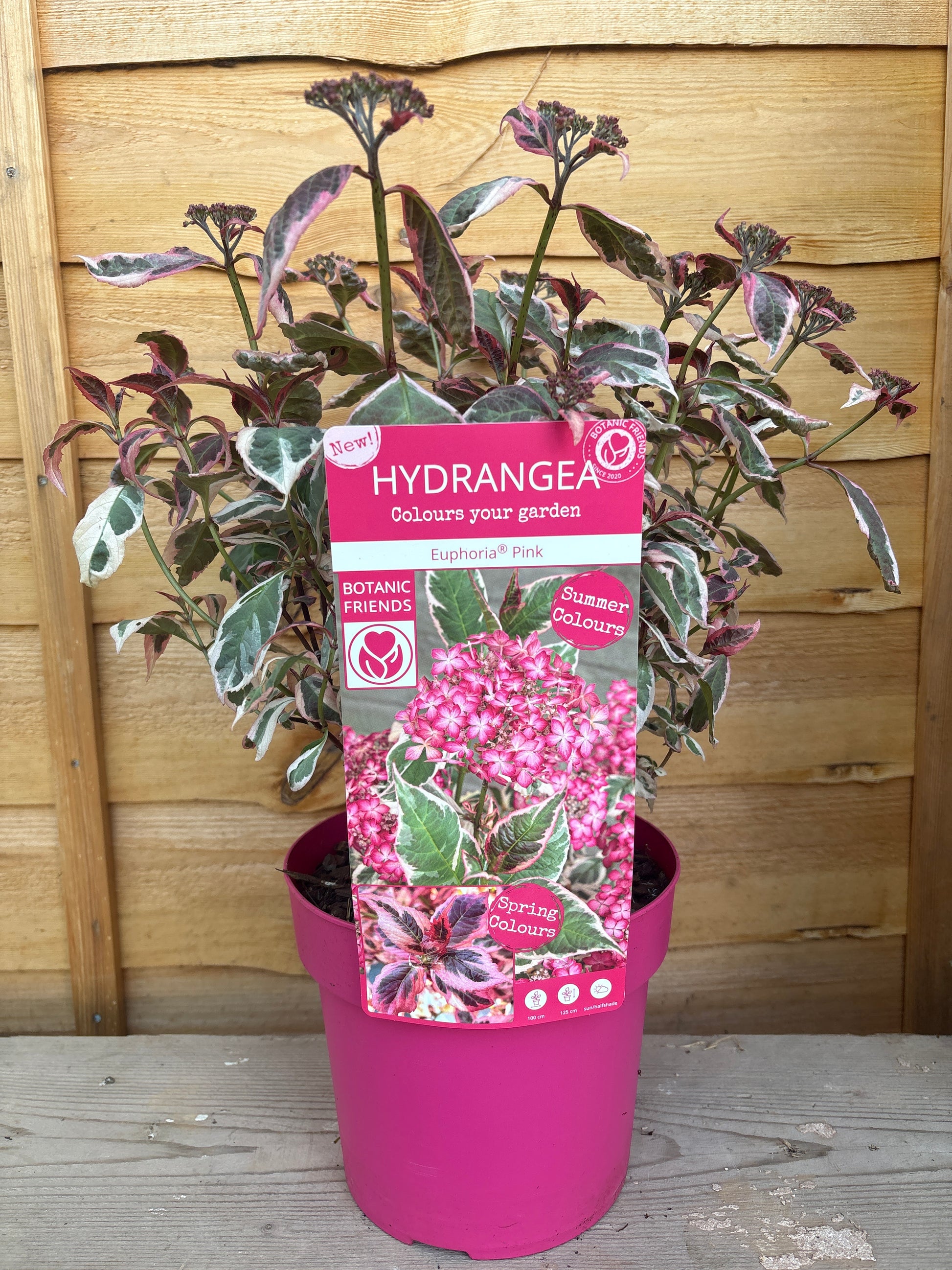 Hydrangea ‘Euphoria Pink’