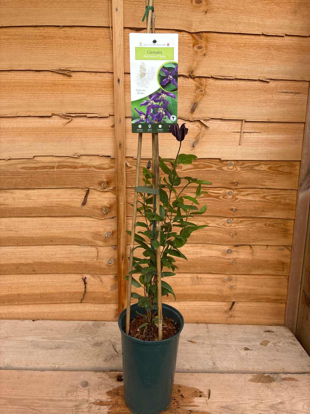 Clematis ‘Petit Faucon Evisix’