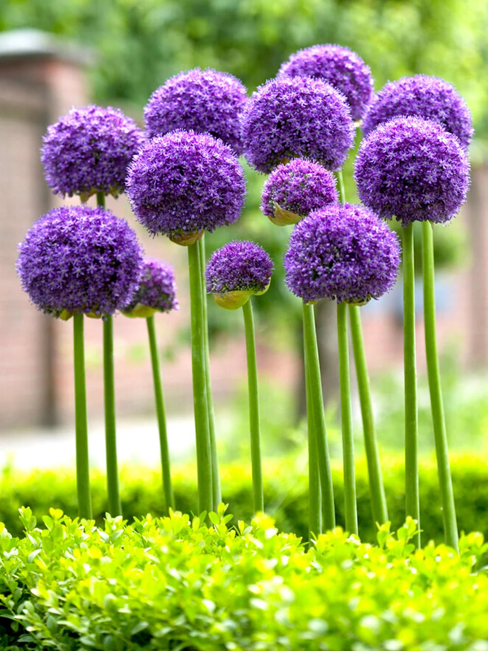 Allium Bulbs