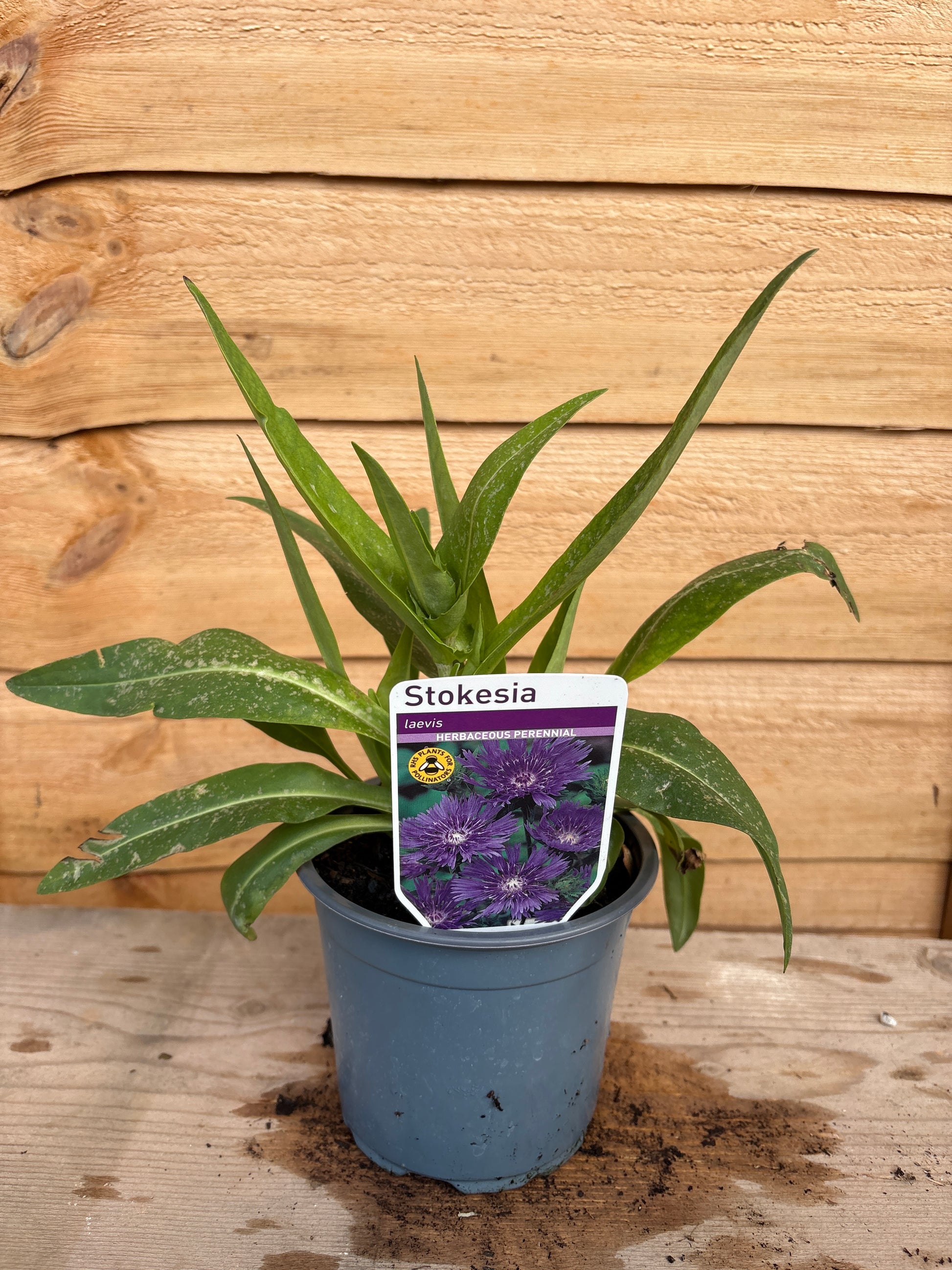 Stokesia Laevis
