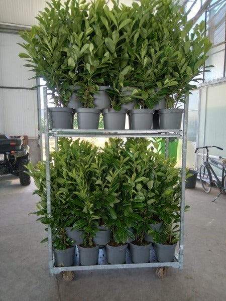 prunus rotundifolia (Cherry Laurel)