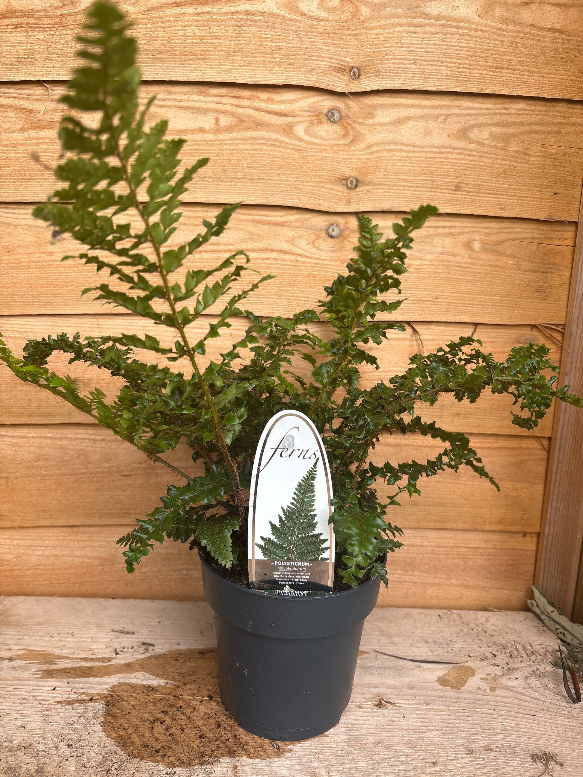 Polystichum polyblepharum
