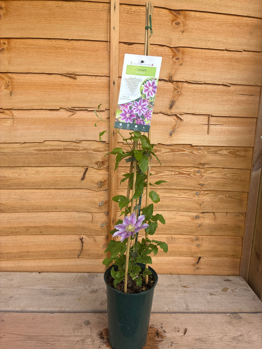 Clematis Dr Ruppel