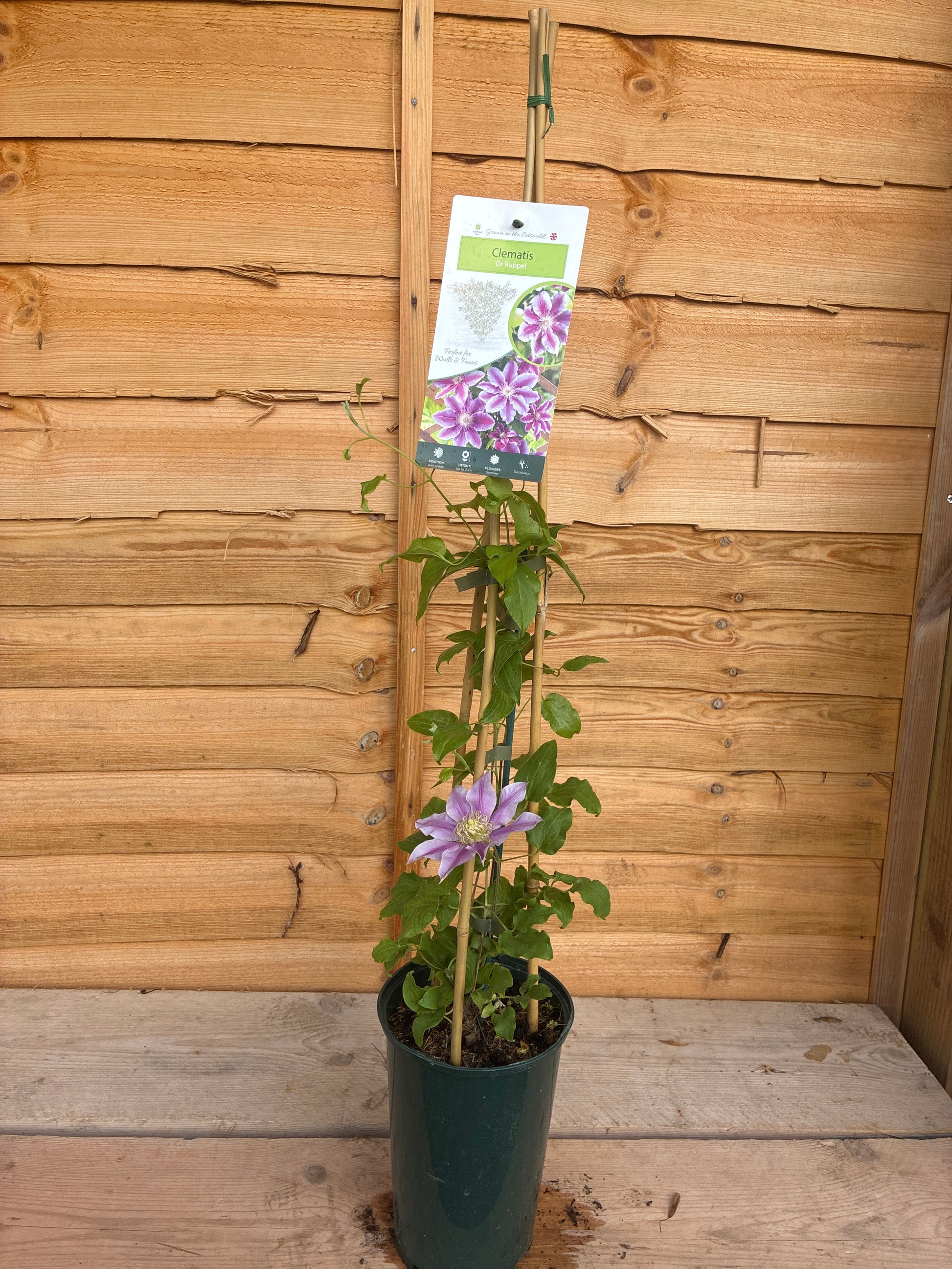 Clematis Dr Ruppel