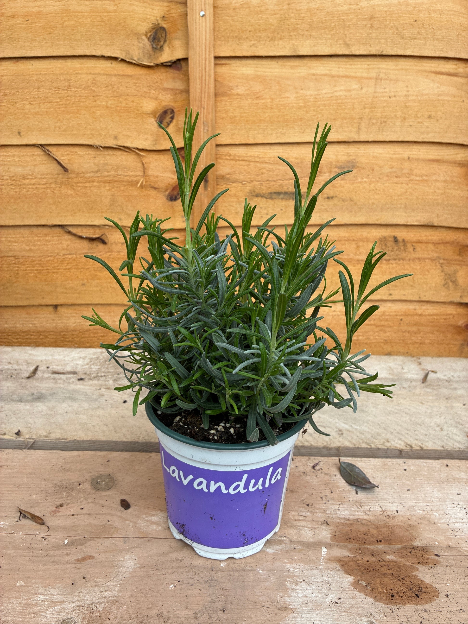 Lavendula Angustifolia ‘Hidcote’