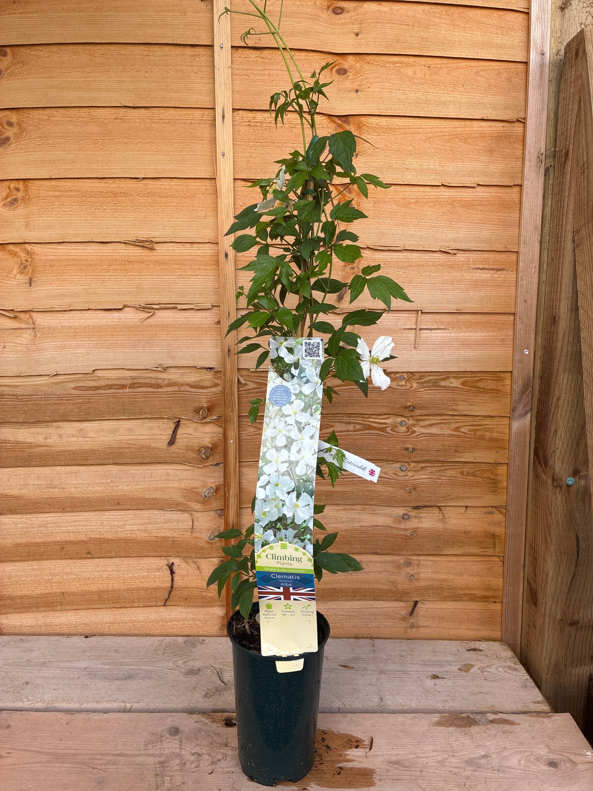 Clematis montana Alba