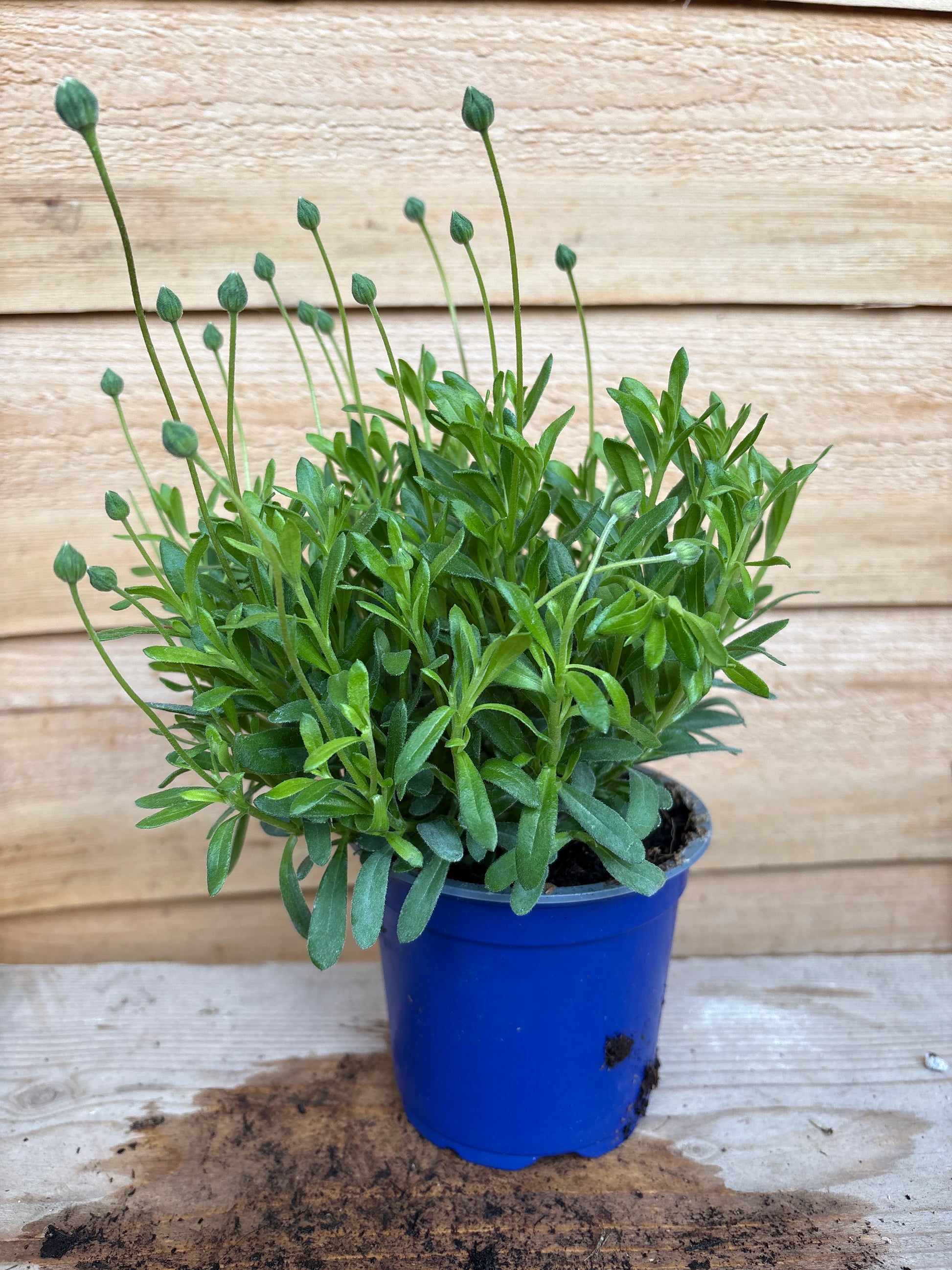 Felicia amelloides