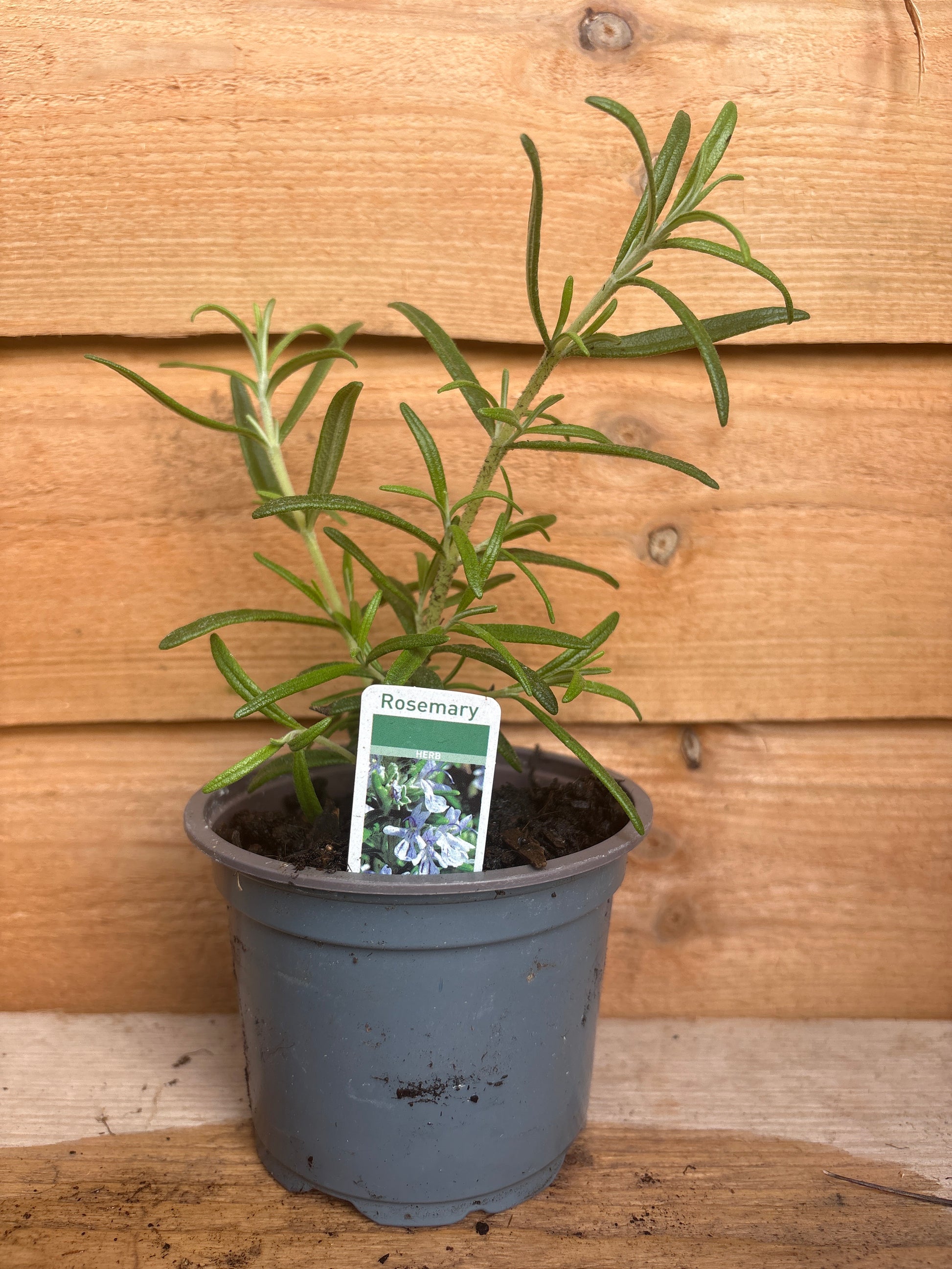 Rosmarinus Officinalis