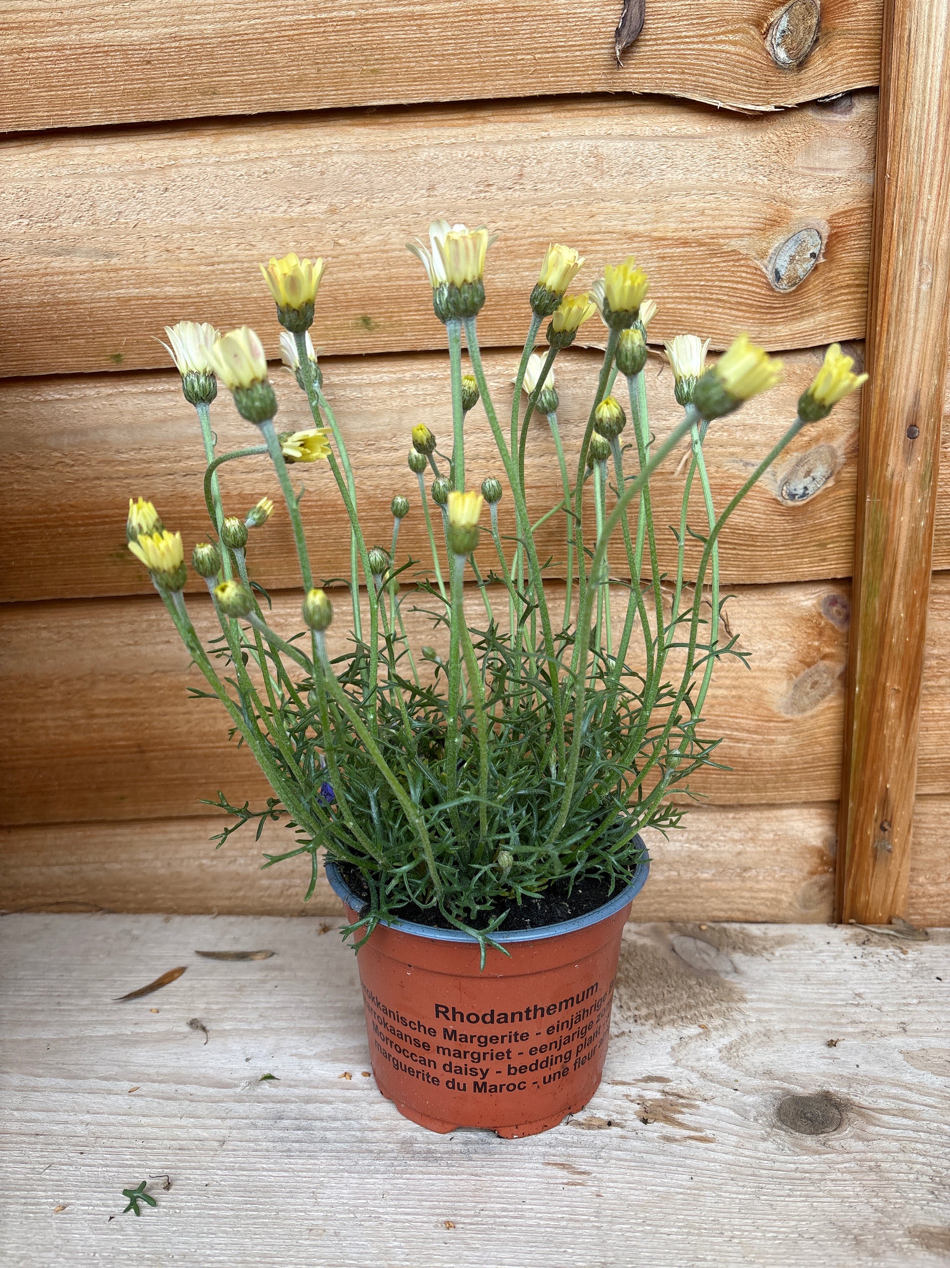 Rhodanthemum