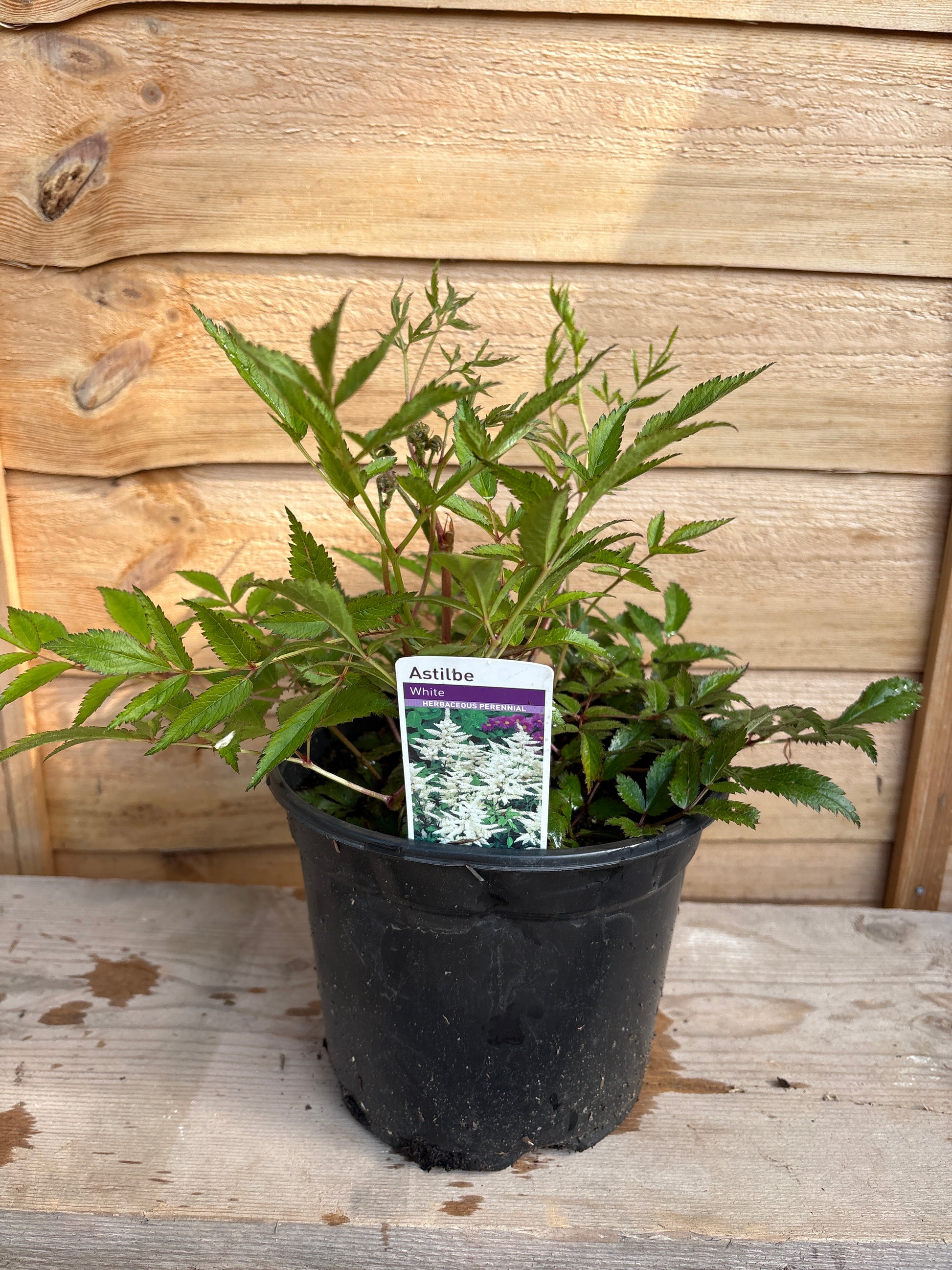 Astilbe White