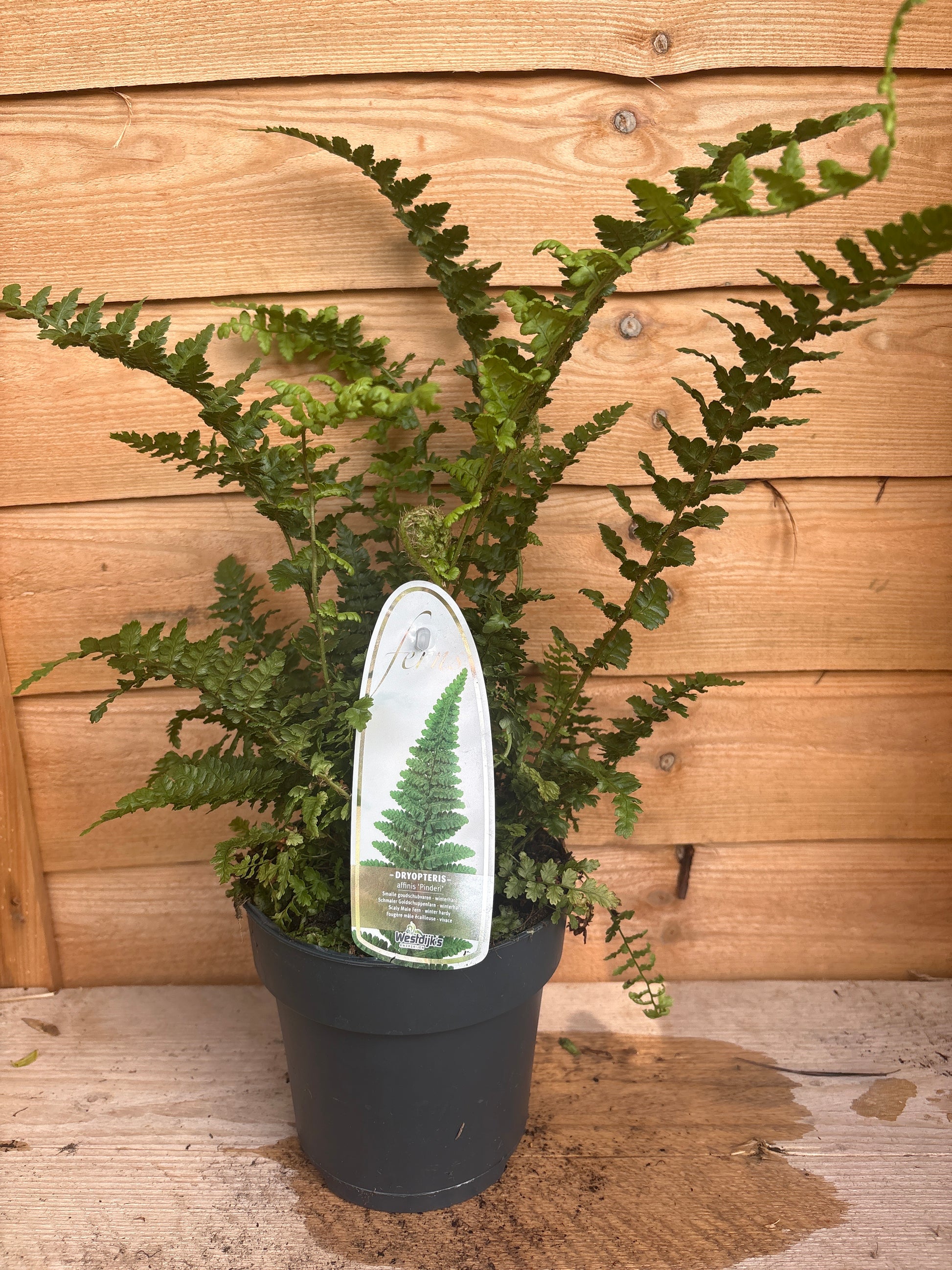 Dryopteris affinis ‘Pinderi’
