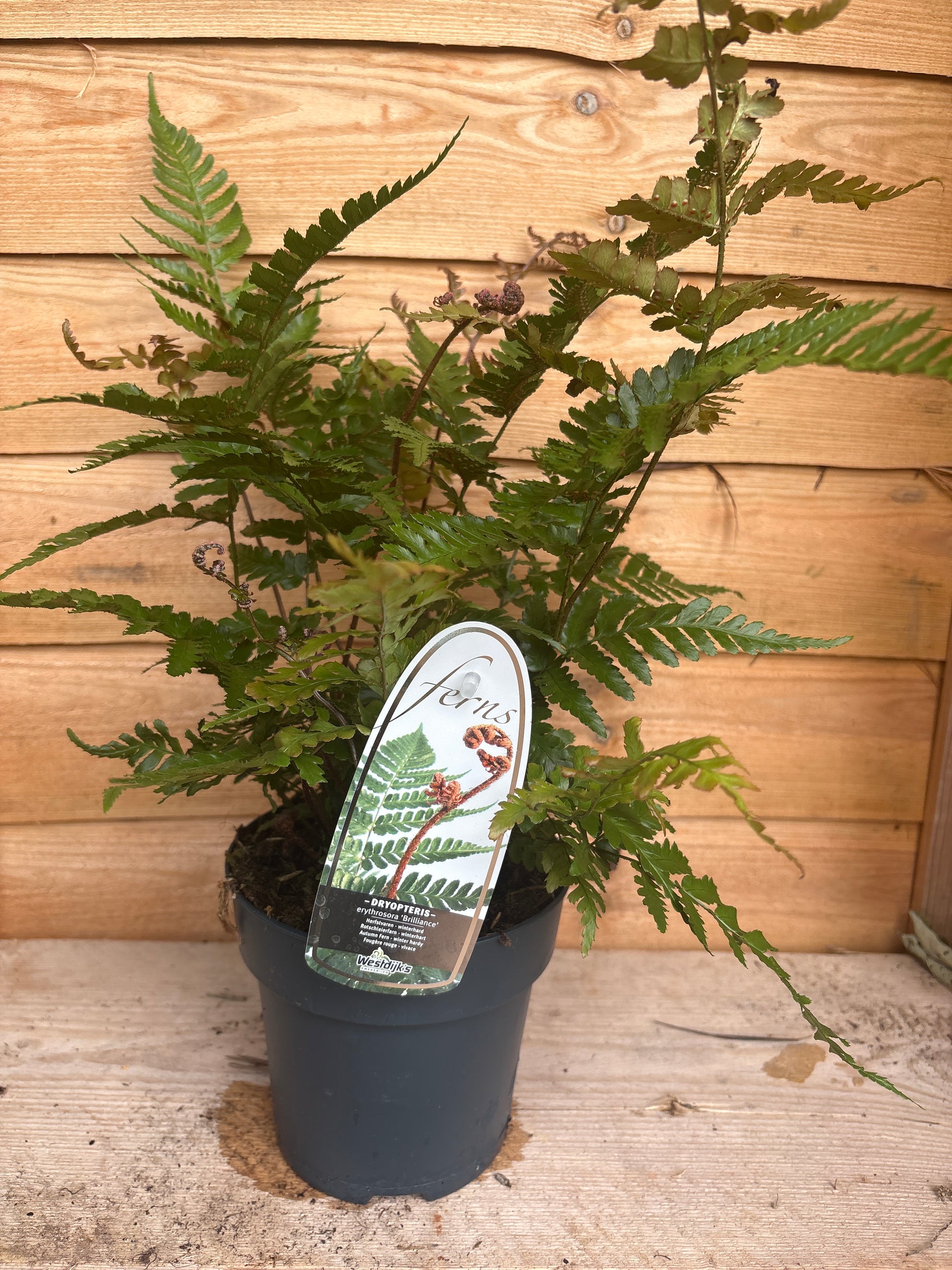 Dryopteris Erythrosora 'Brilliance'