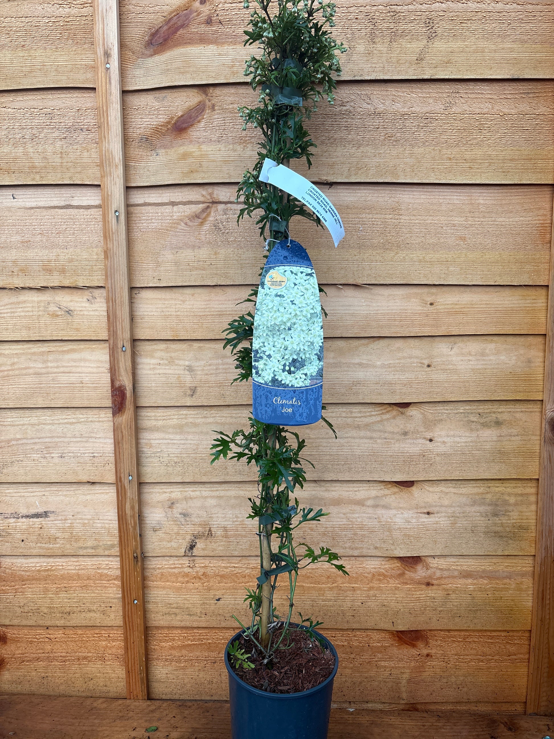 Clematis cartmanii ‘Joe’