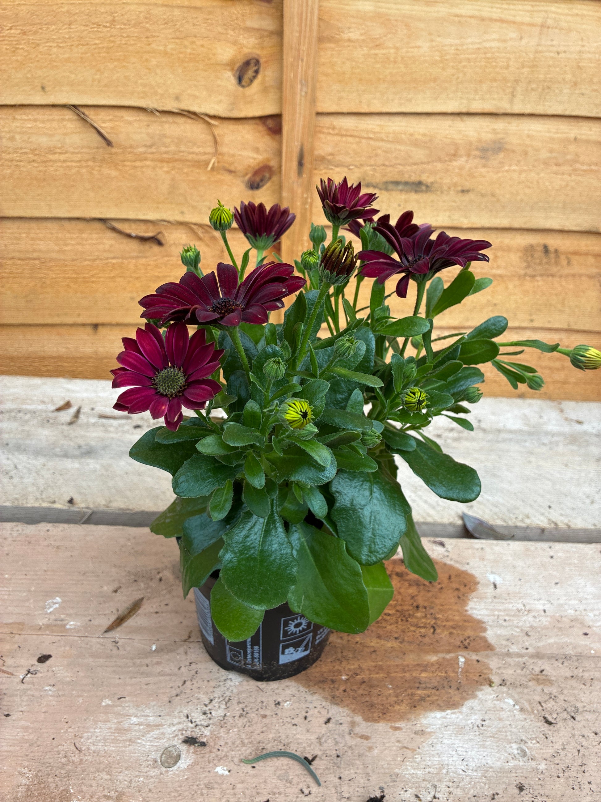 Osteospermum Red