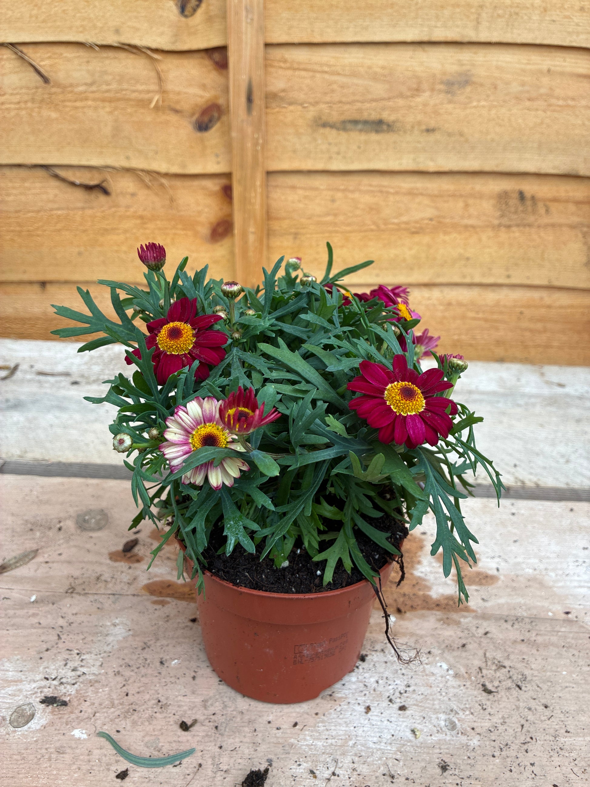 Argyranthemum frutescens Red