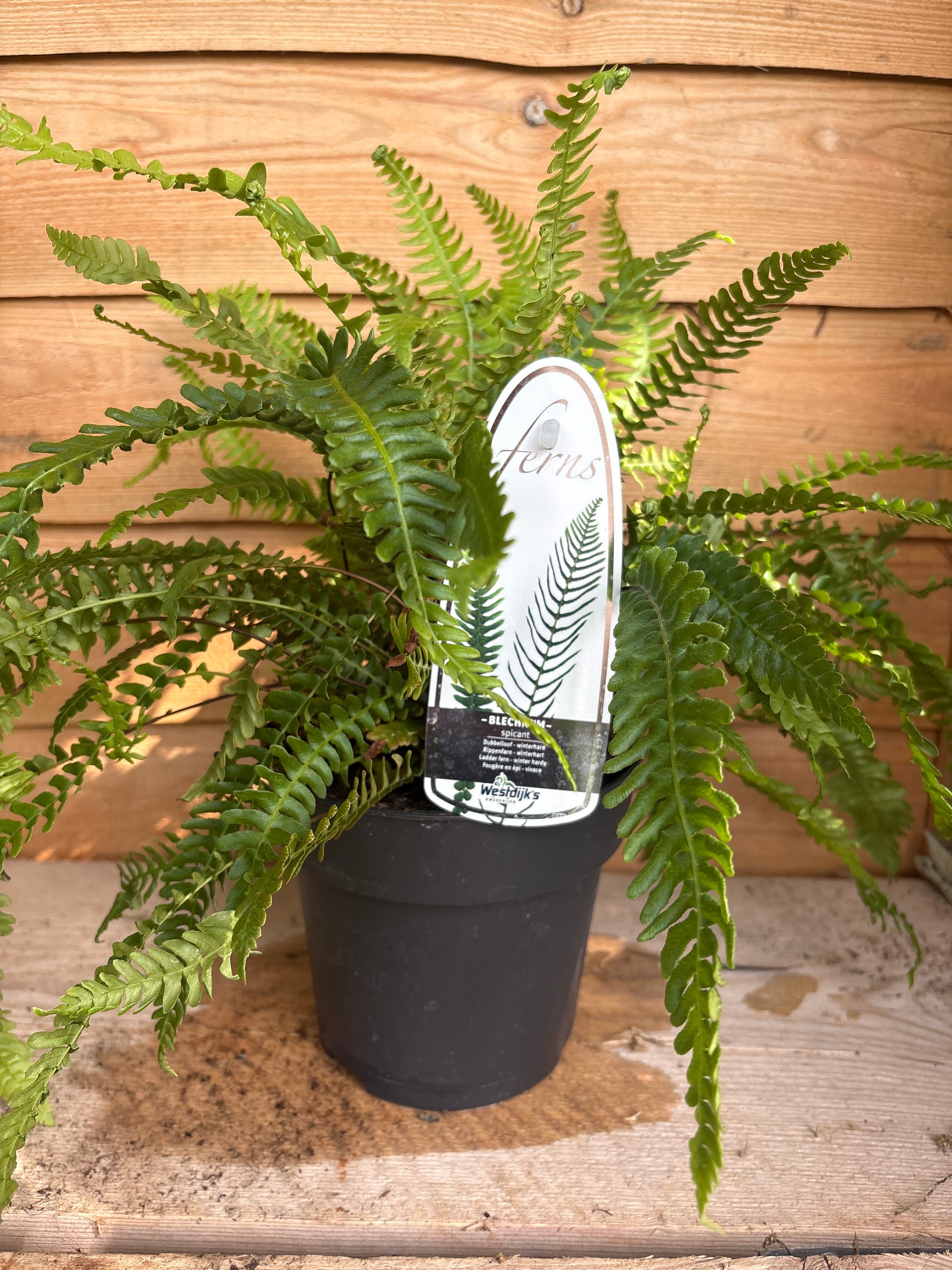 Blechnum spicant