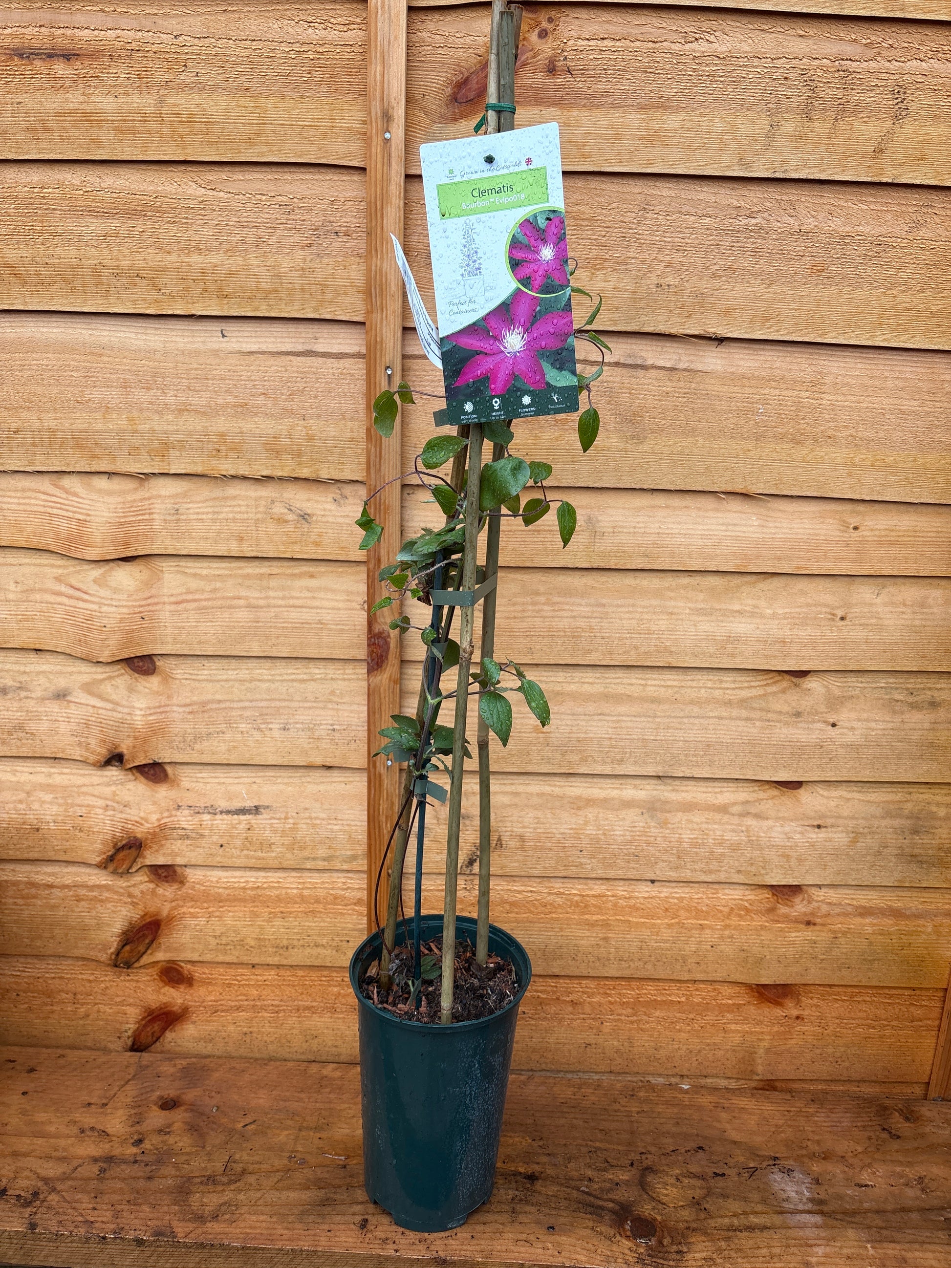 Clematis Bourbon ‘Evipo018’