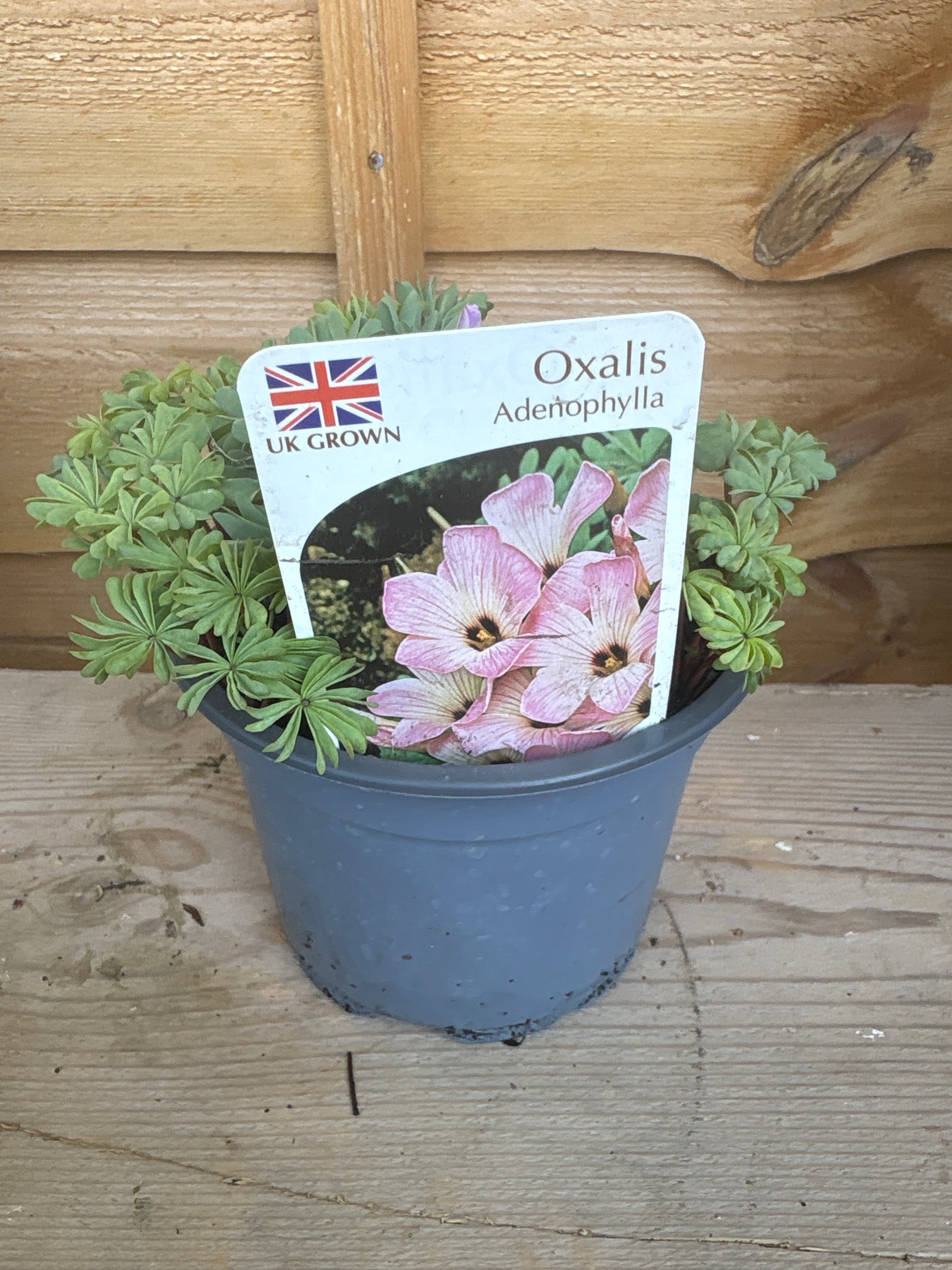 Oxalis Adenophylla