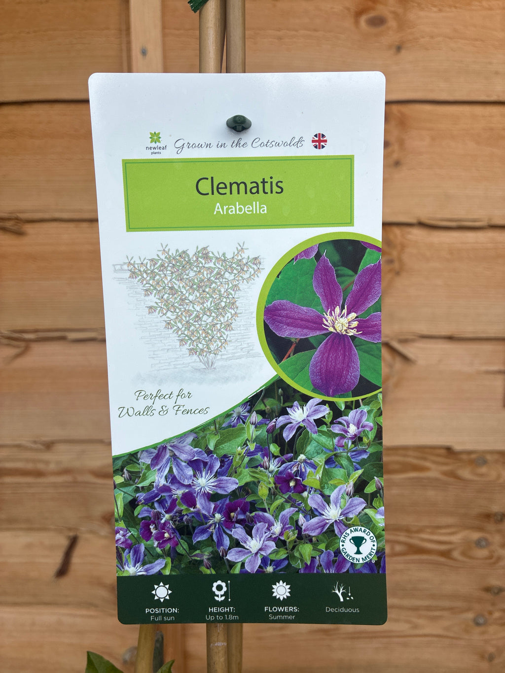 Clematis Arabella