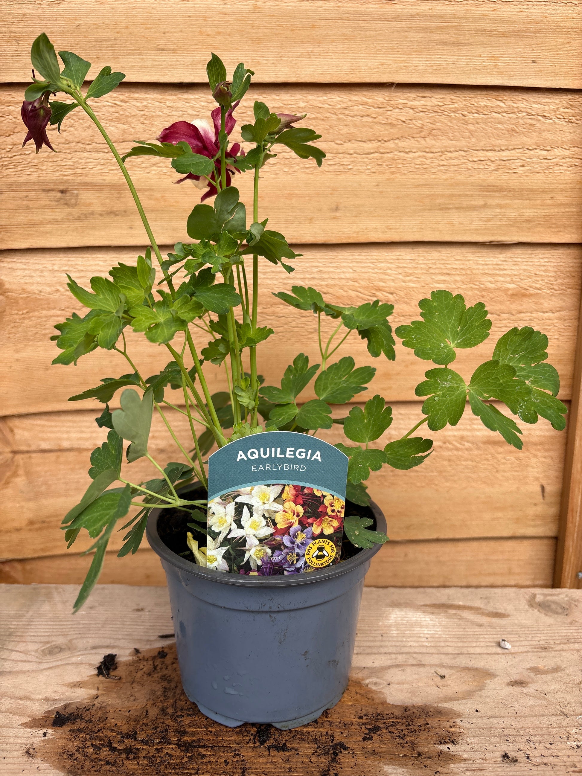 Aquilegia ‘Earlybird’