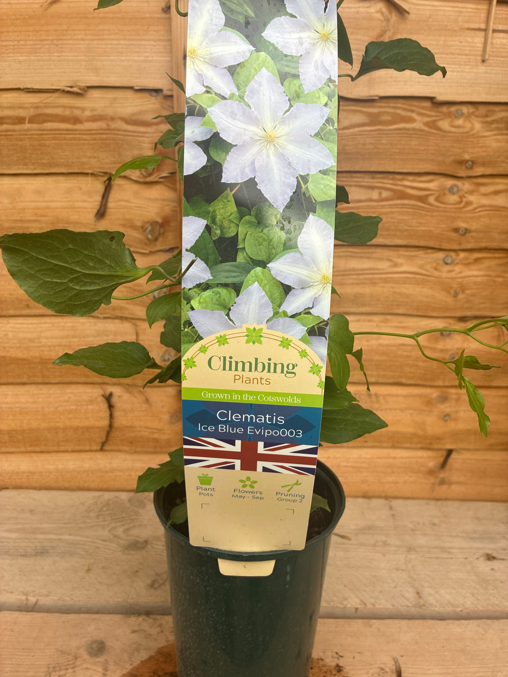 Clematis Ice Blue Evipo03