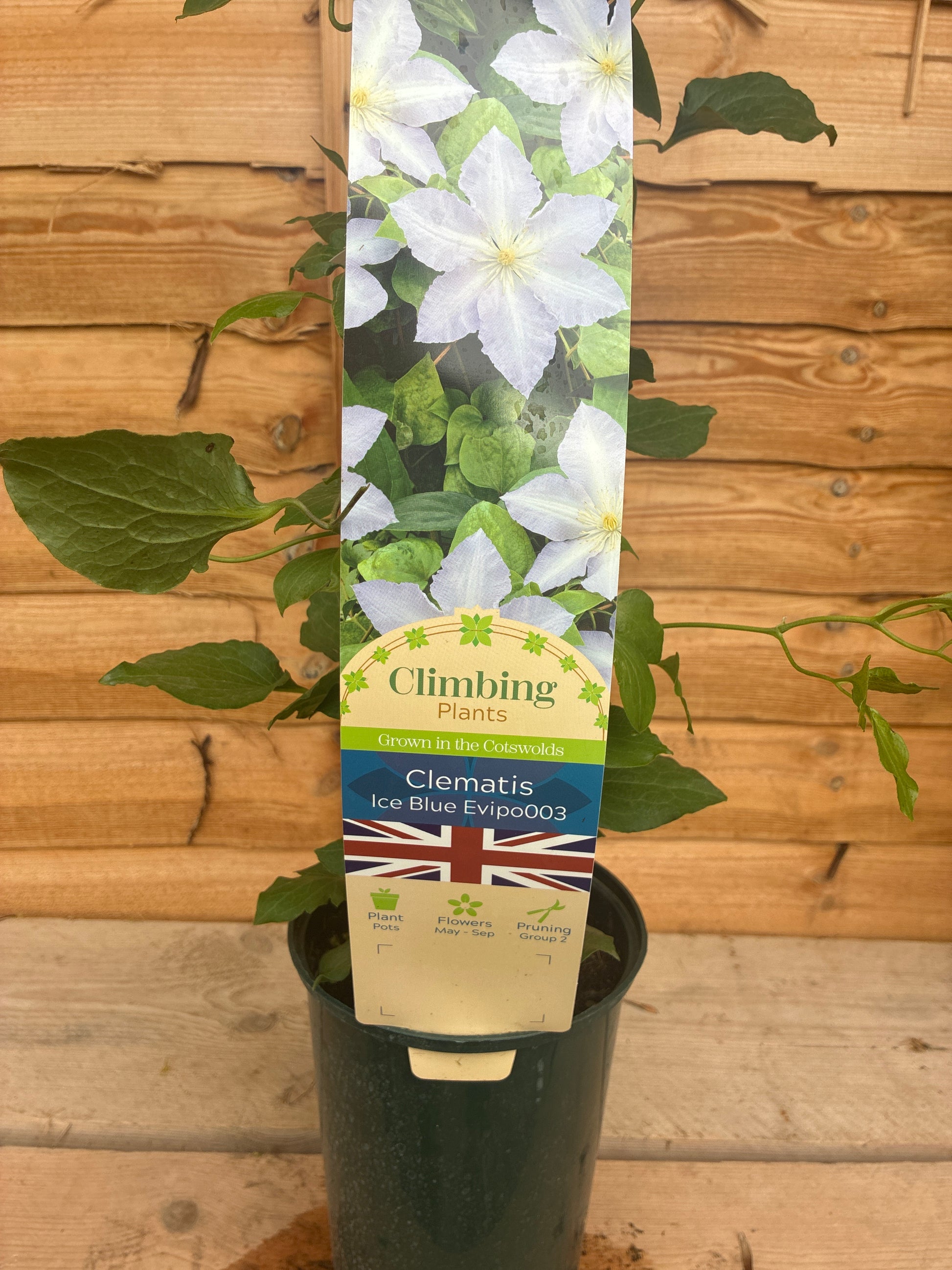 Clematis Ice Blue Evipo03