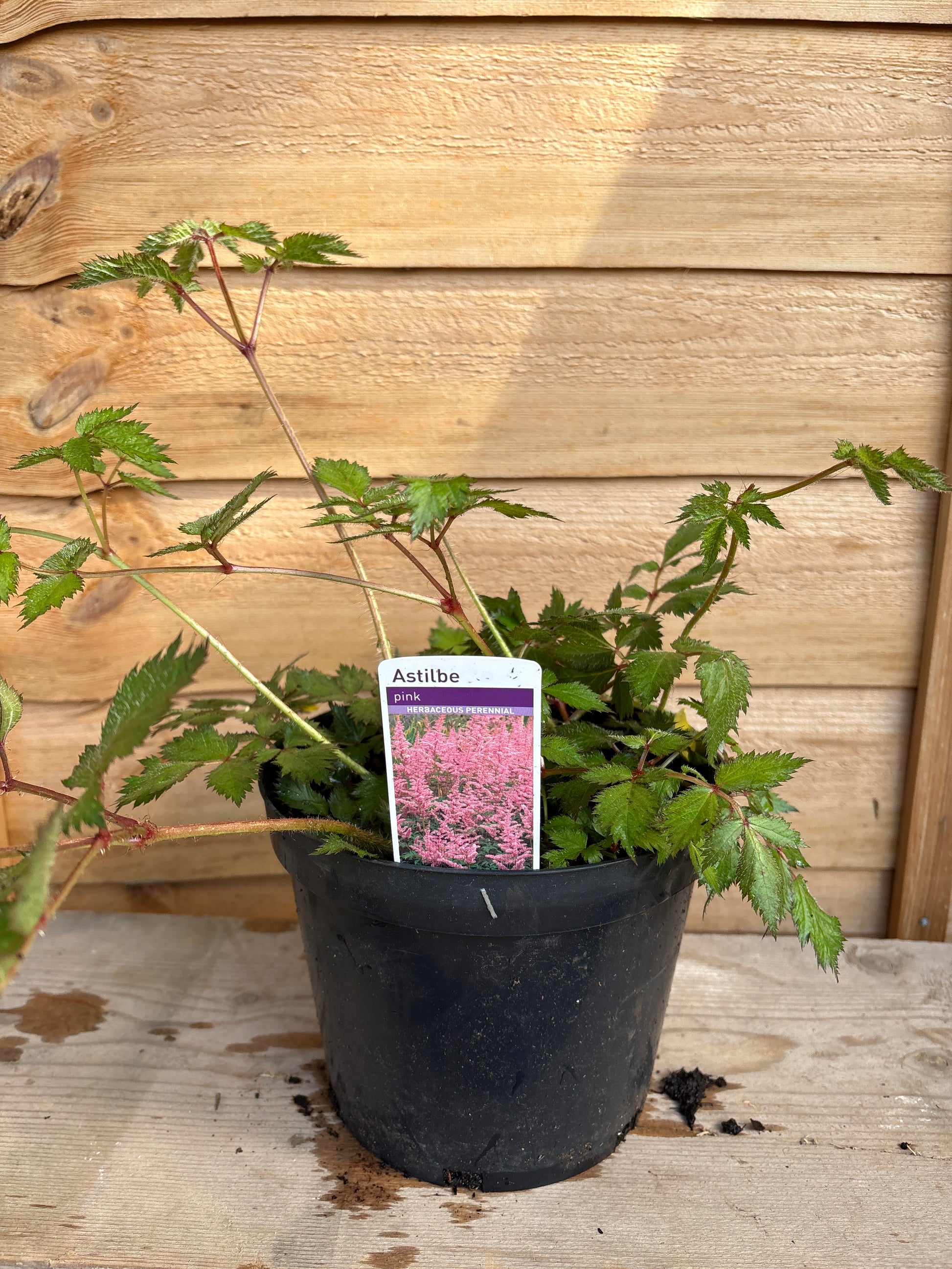 Astilbe Pink