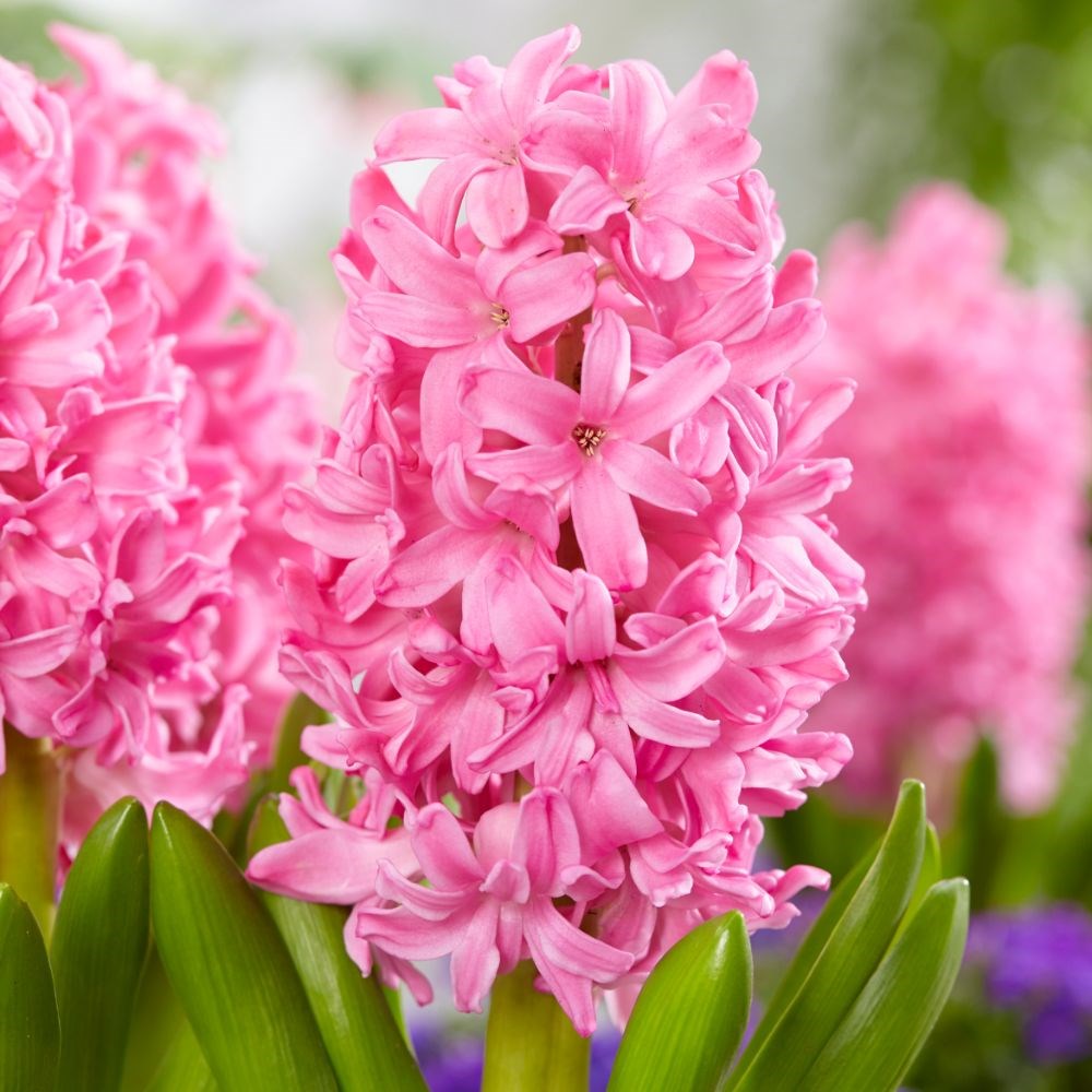 Hyacinth Bulbs