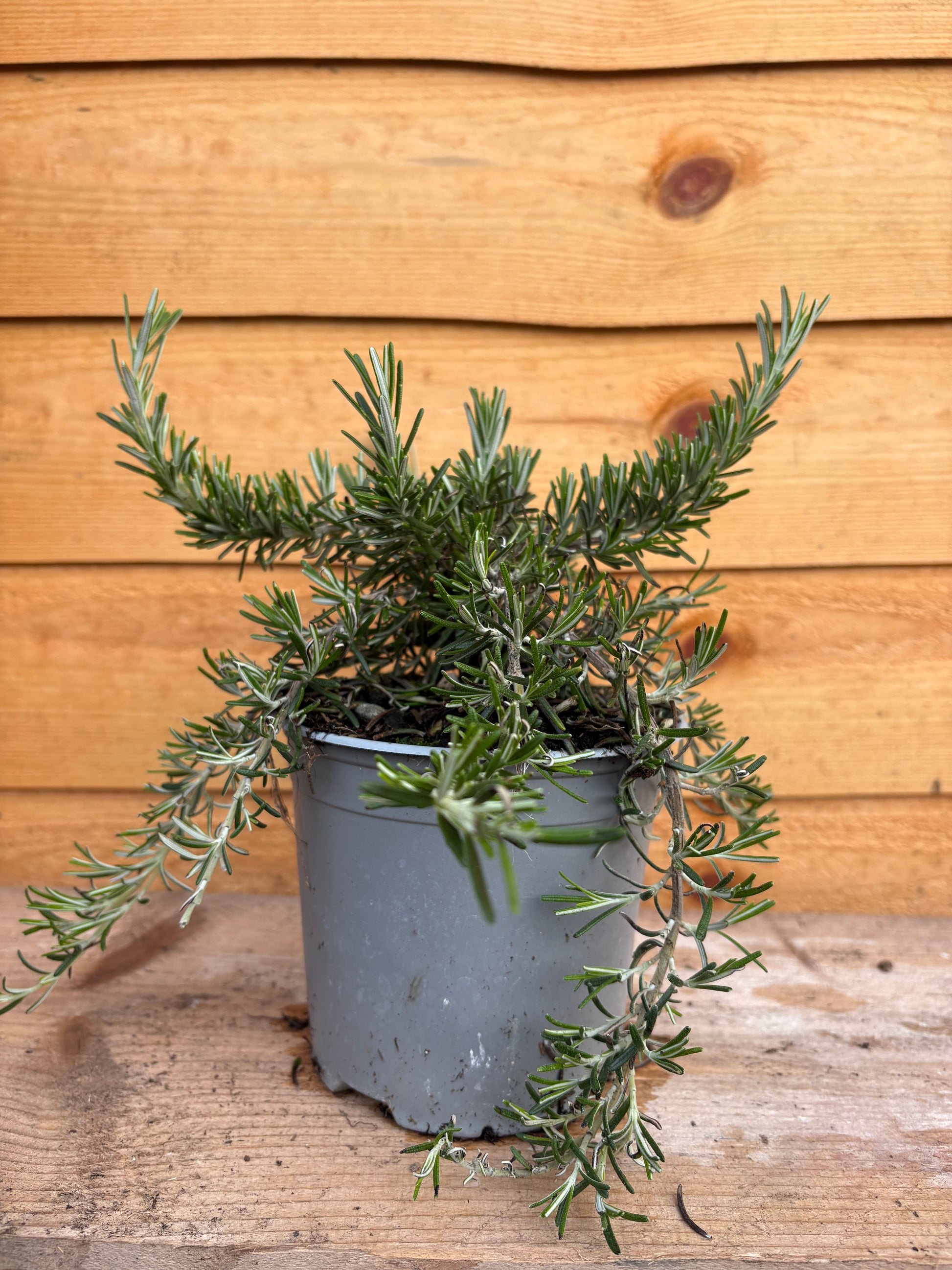 Rosmarinus officinalis 'Prostratus'