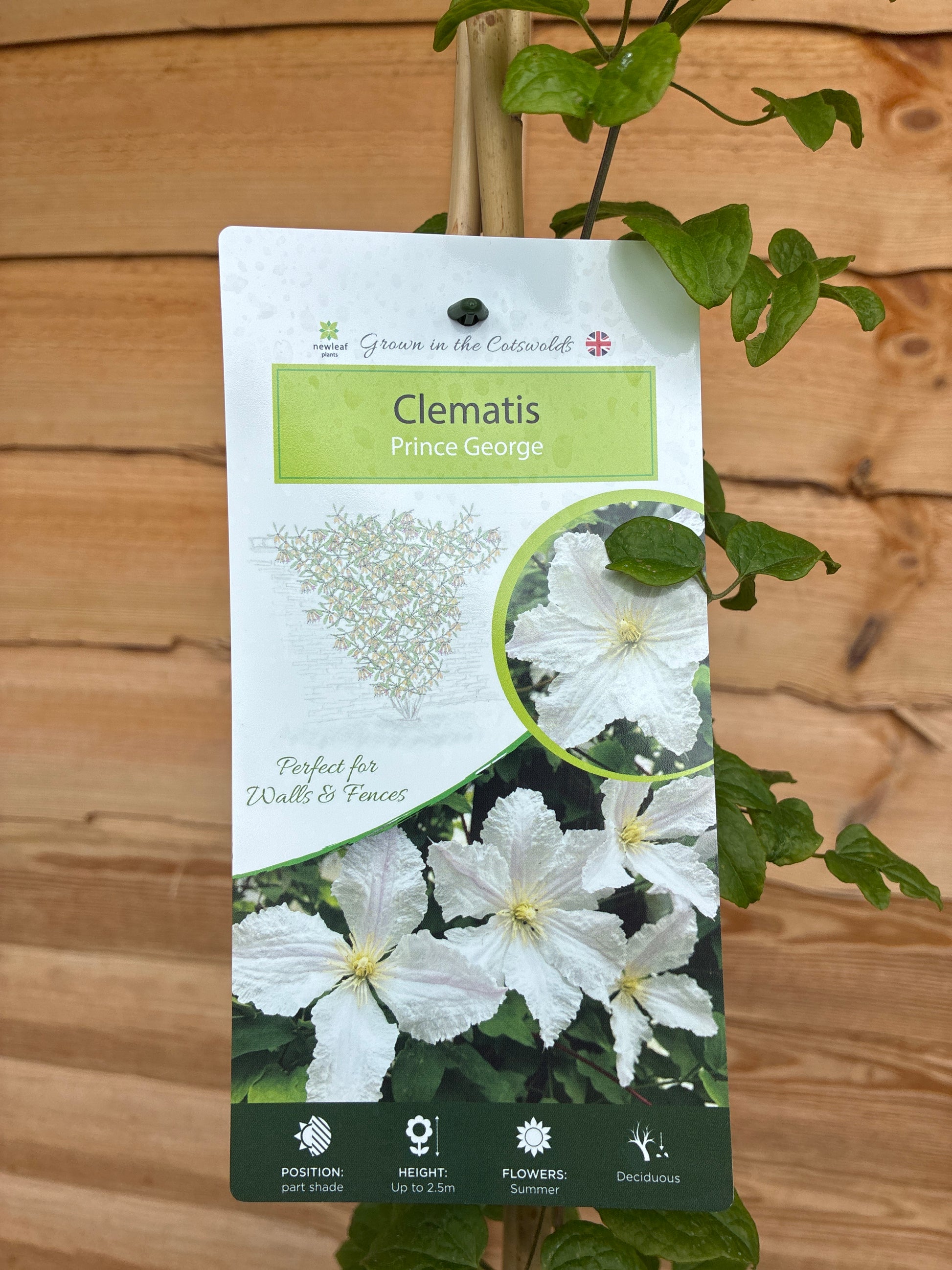 Clematis Prince George
